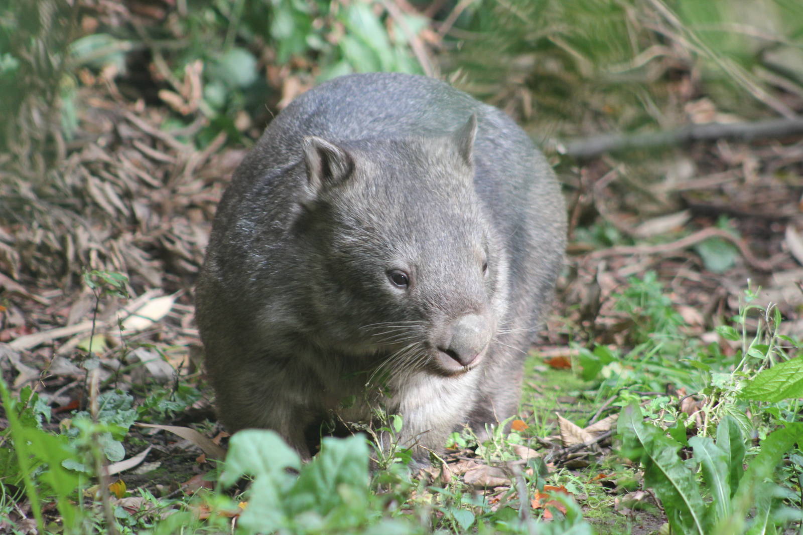 Common wombat