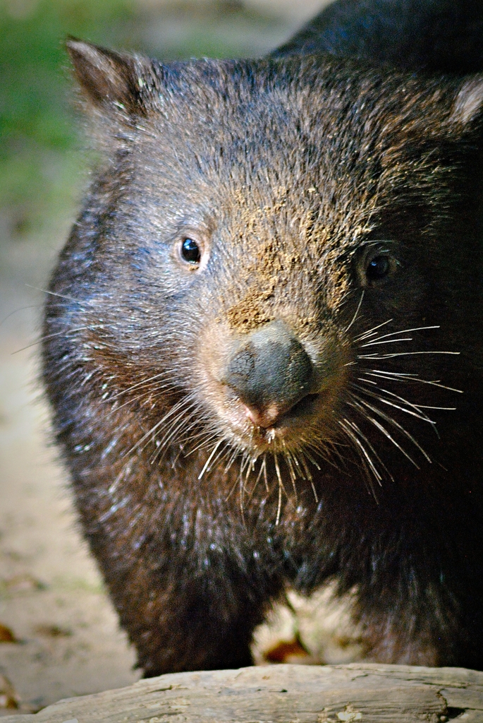 Common Wombat
