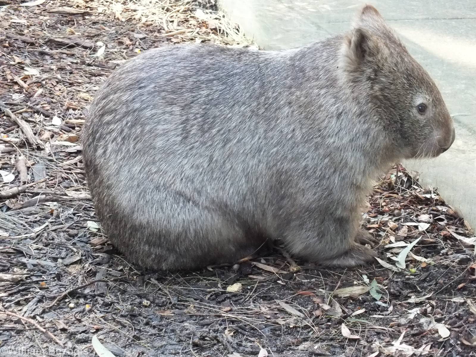 Common Wombat