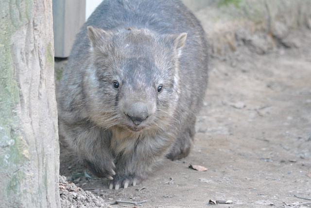 Common Wombat