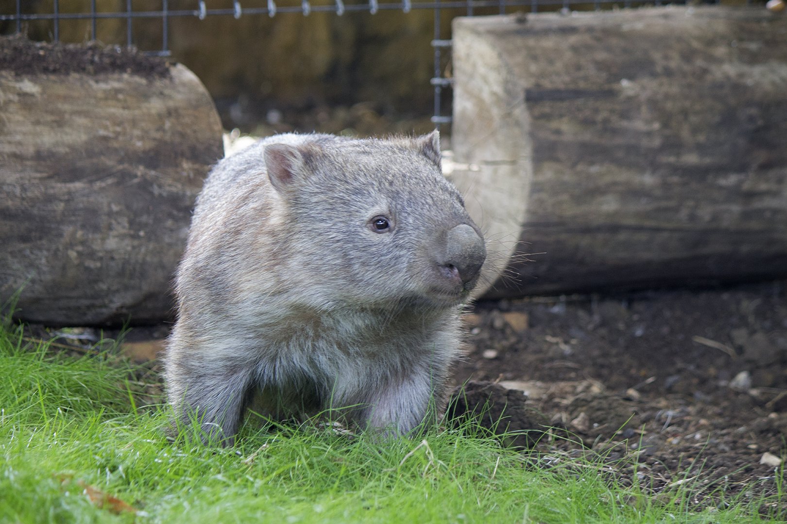 Common Wombat