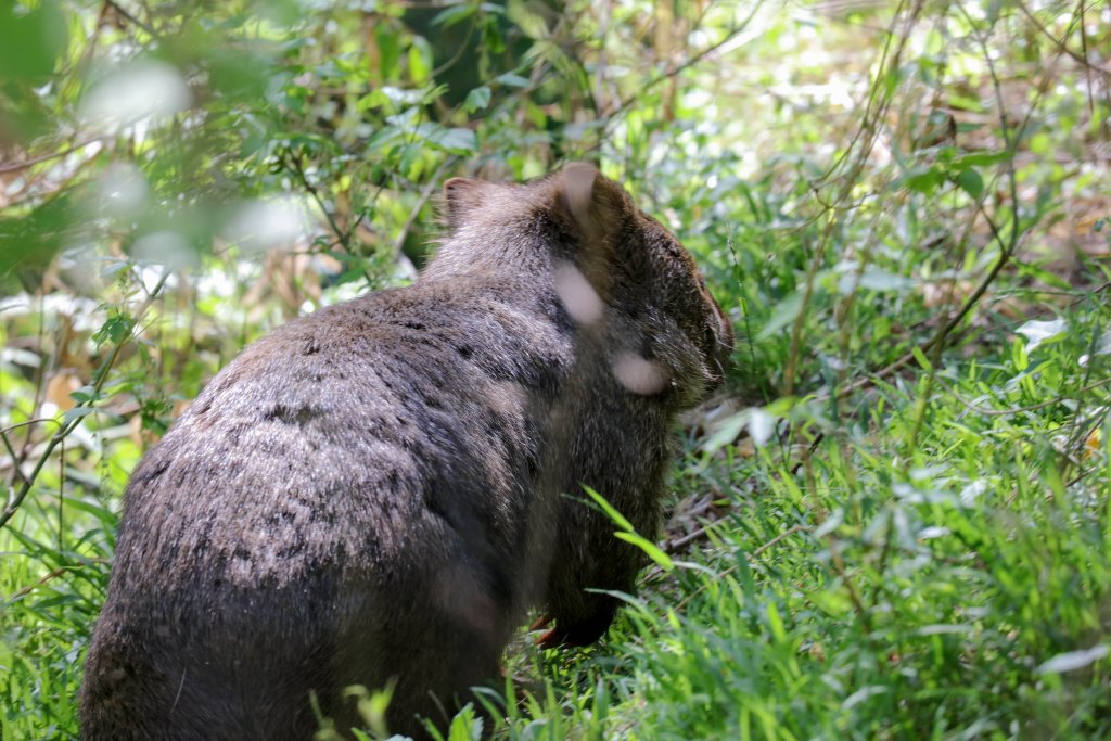 Common Wombat