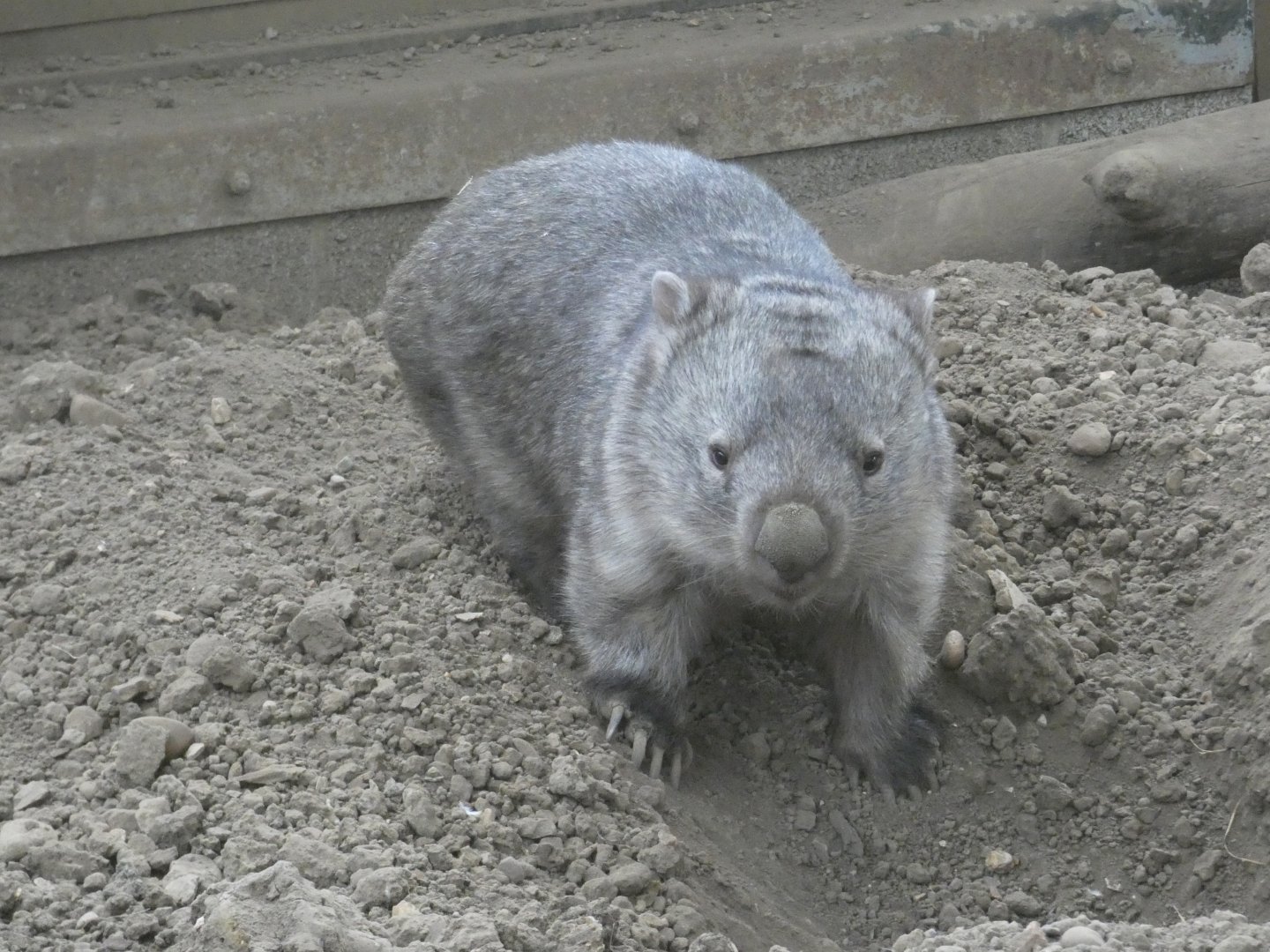 Common wombat