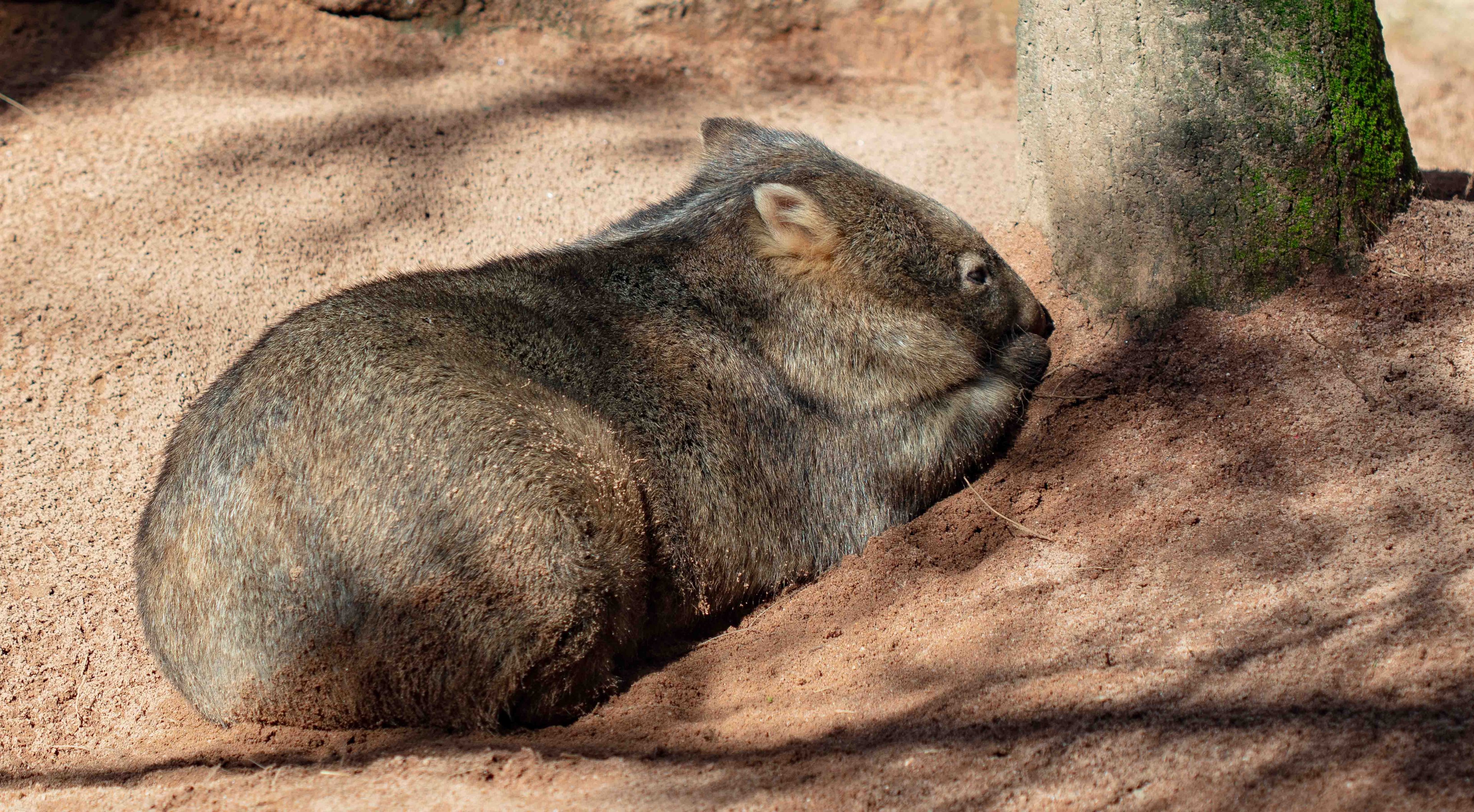 Common Wombat