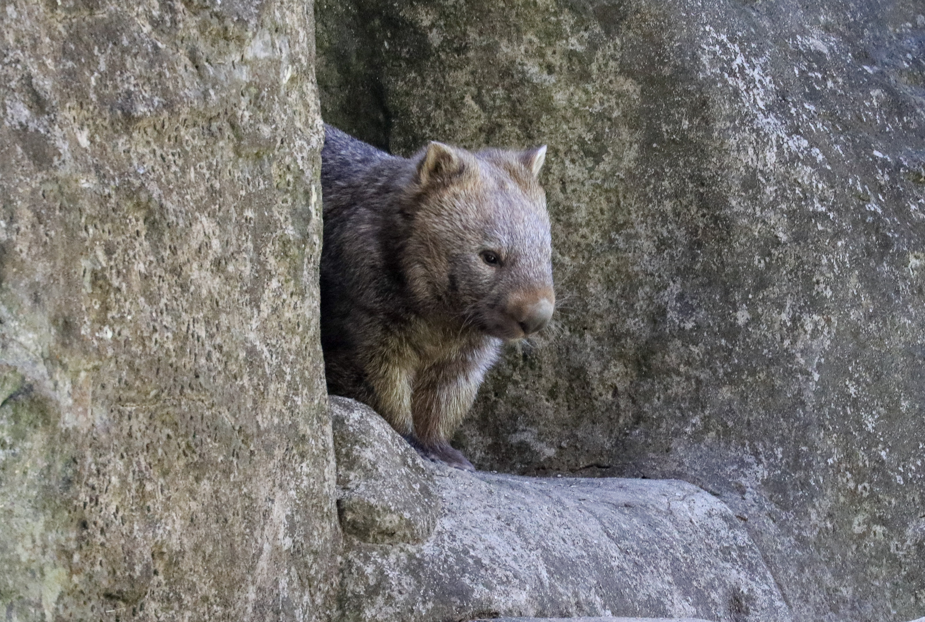 Common Wombat