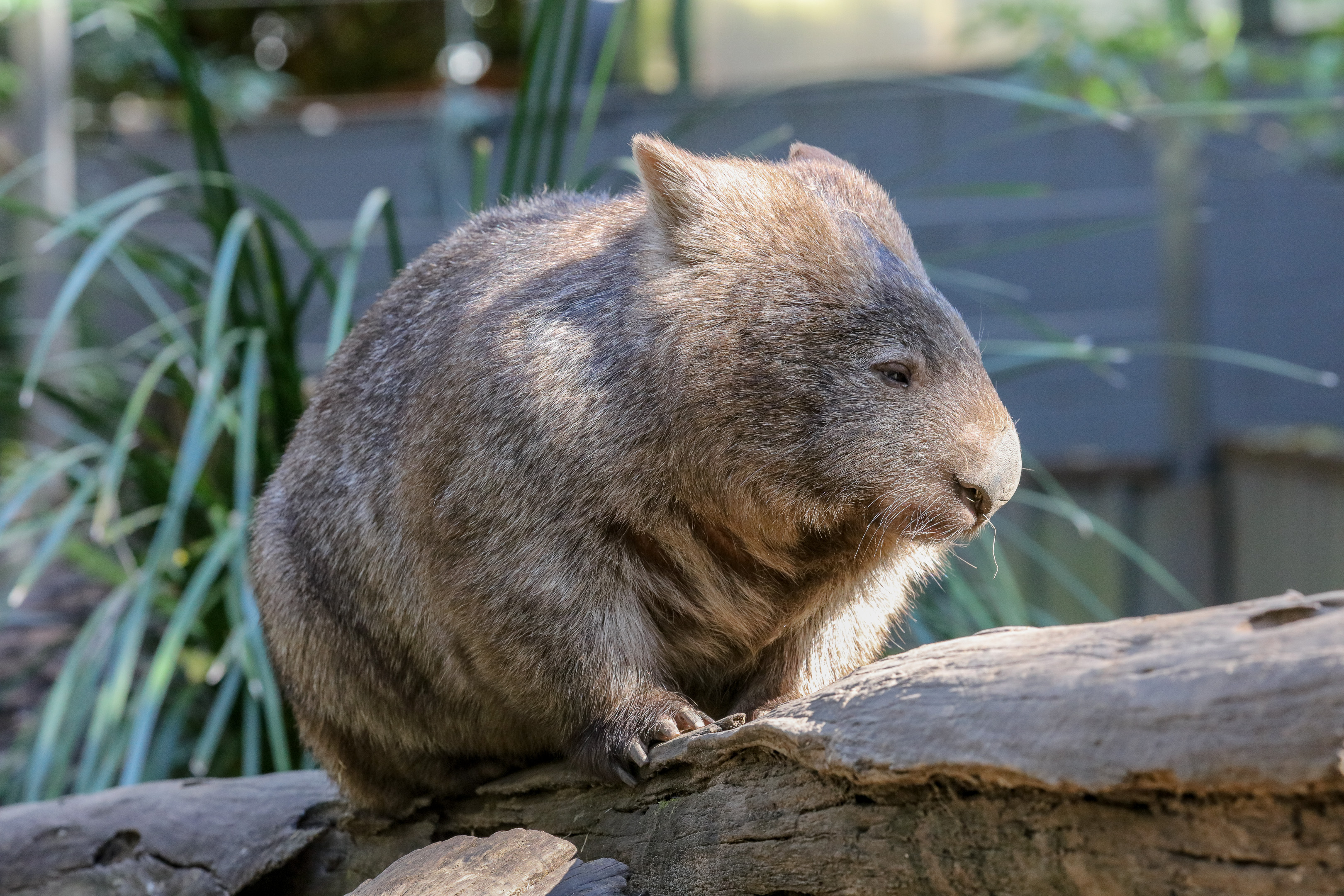 Common Wombat