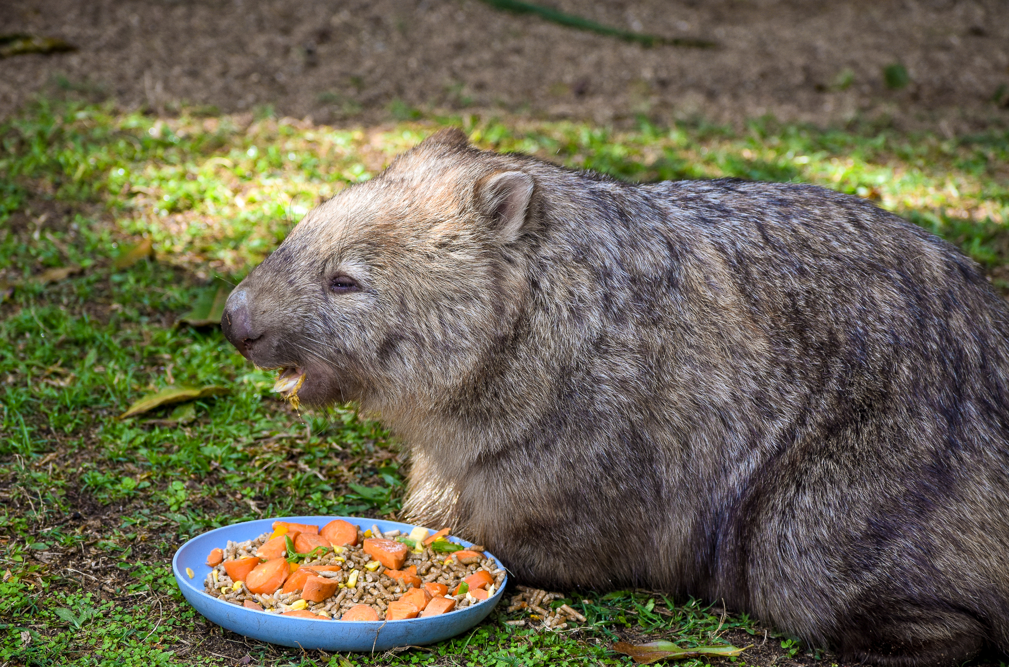 Common Wombat
