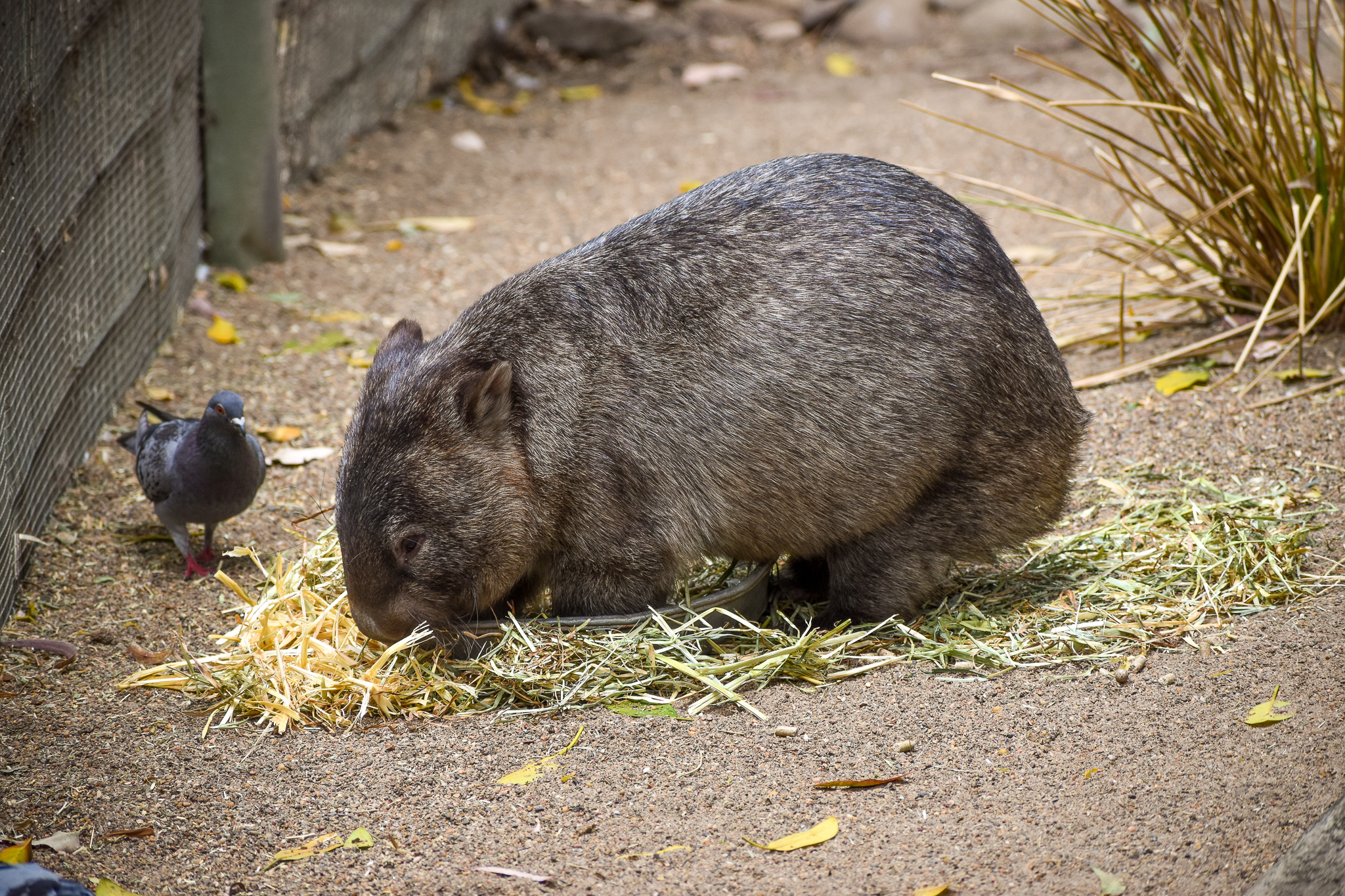 Common Wombat