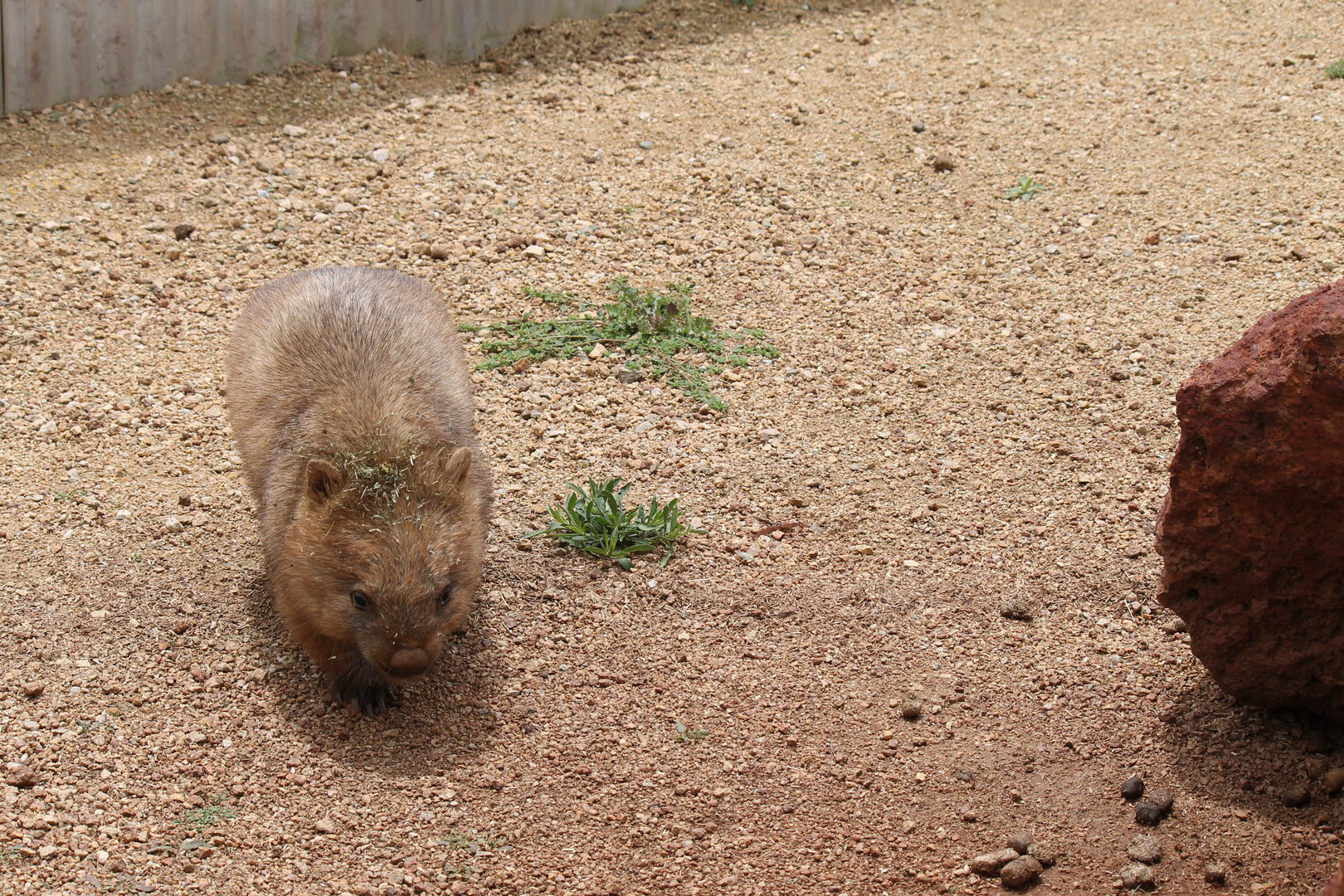 Common Wombat