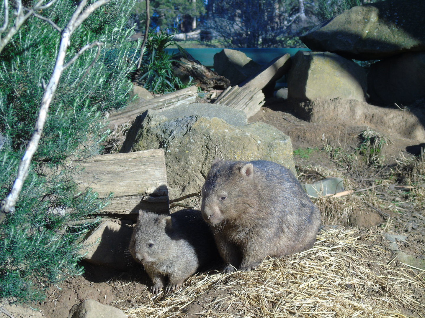 Common Wombat