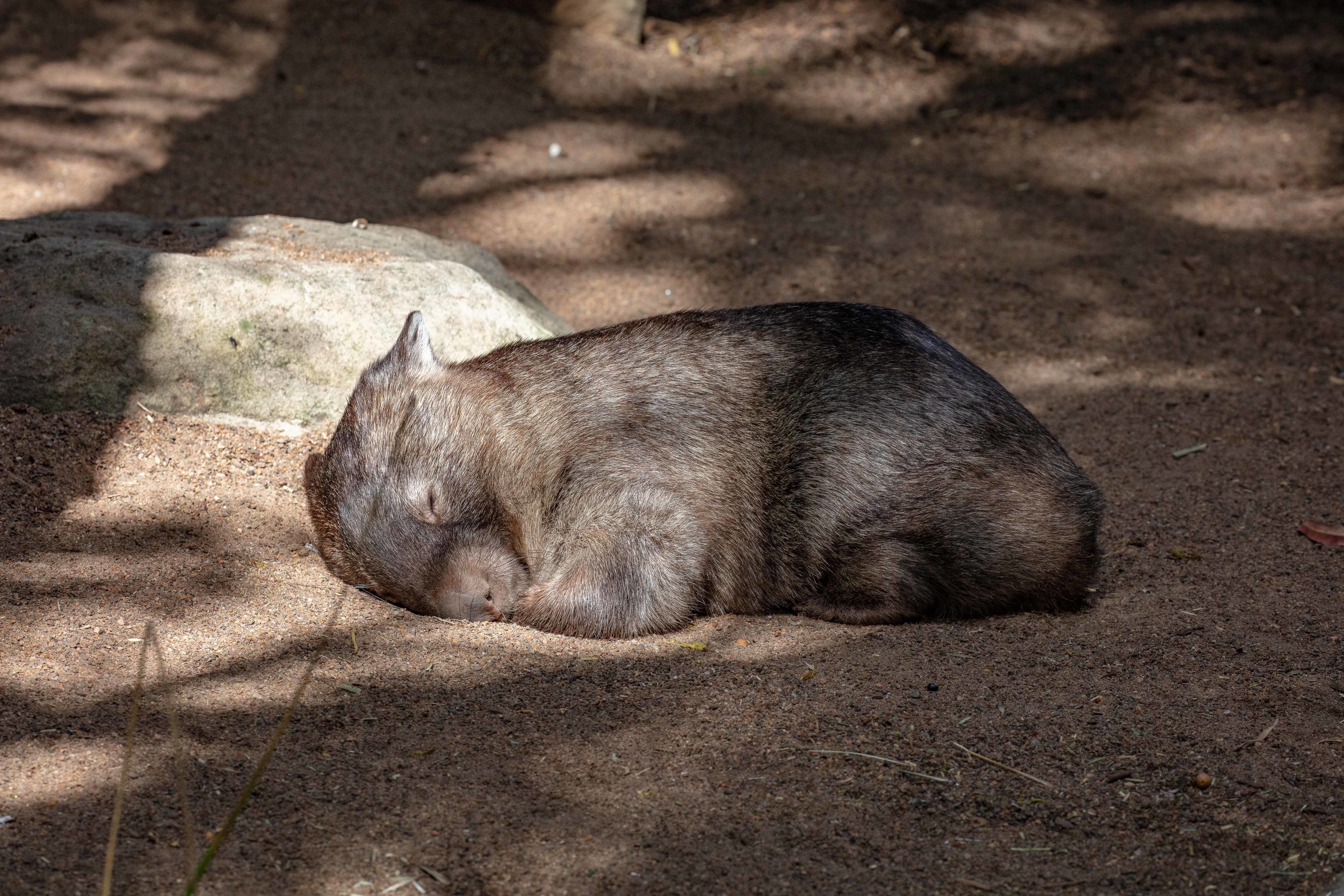 Common Wombat