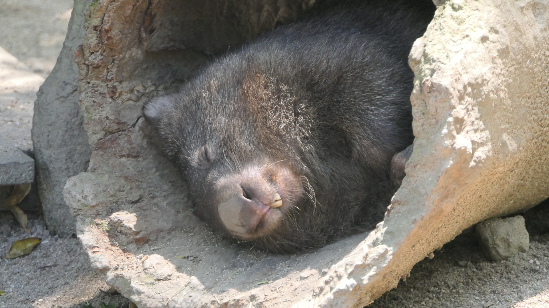 Common Wombat