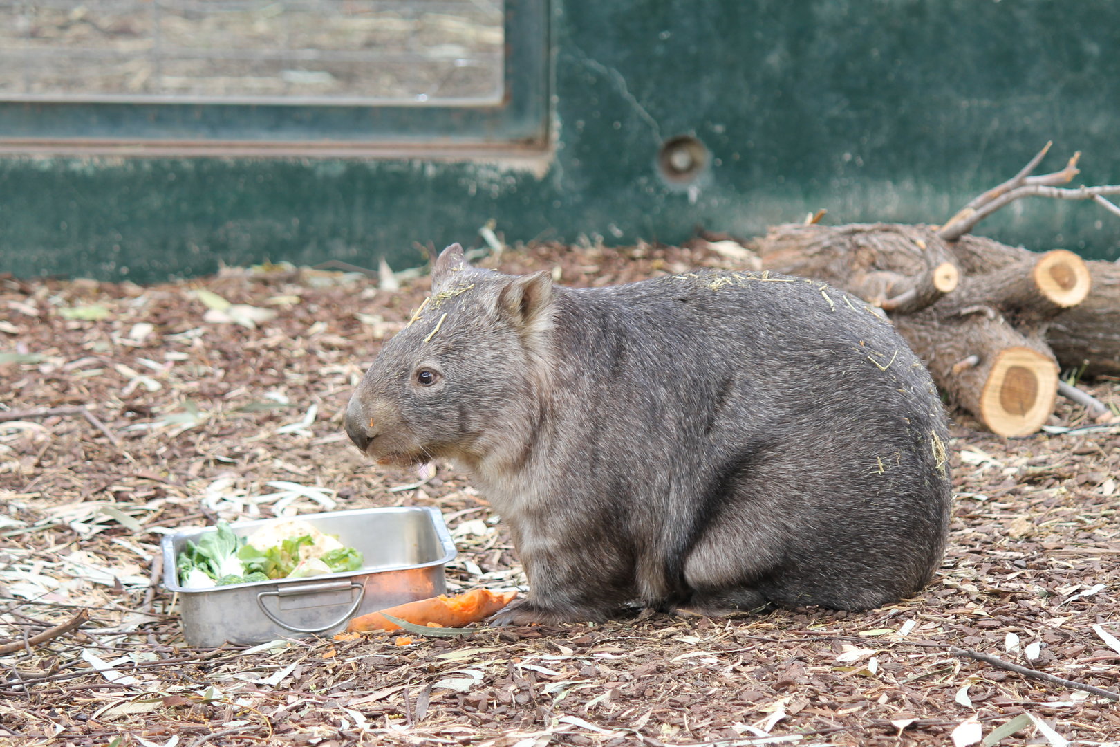 Common Wombat