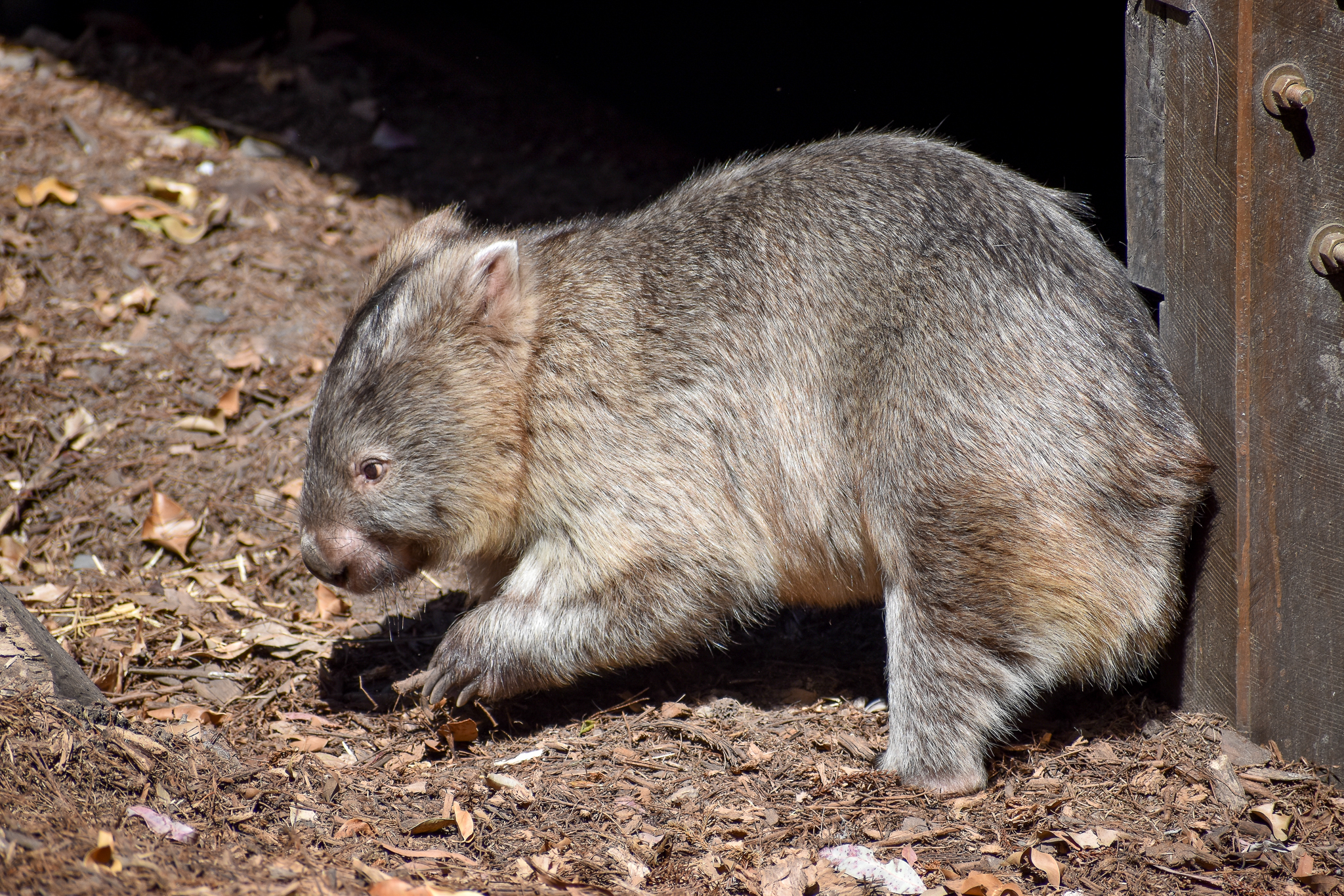 Common Wombat