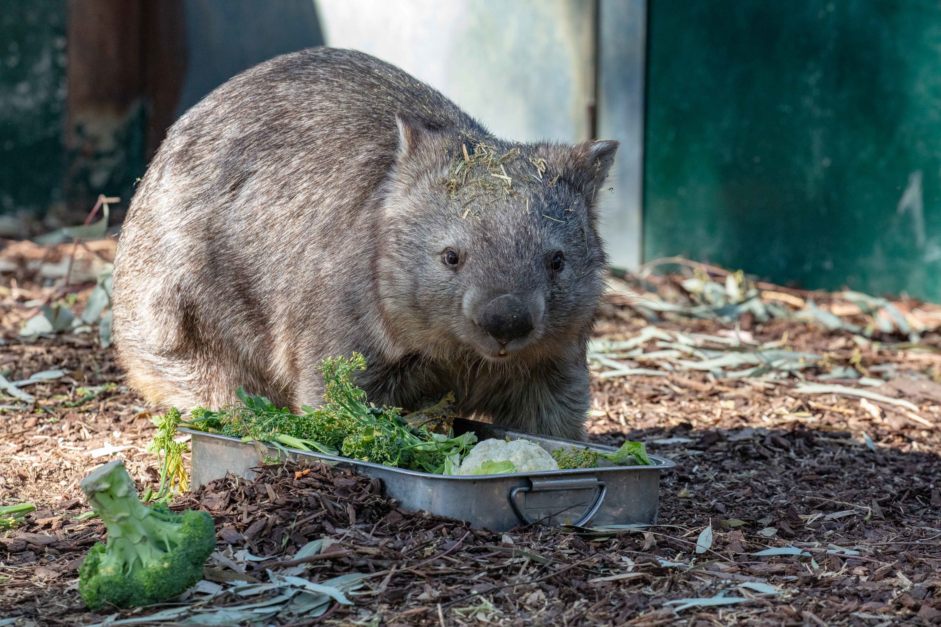Common Wombat