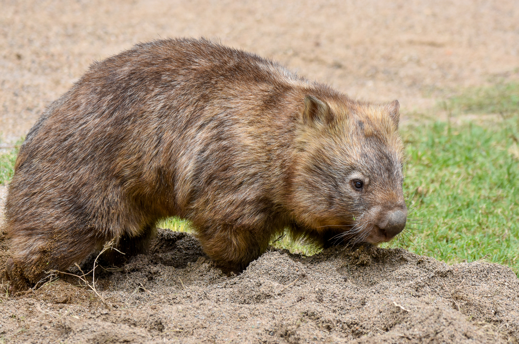 Common Wombat