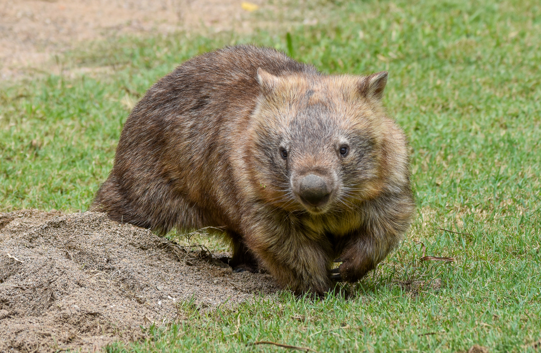 Common Wombat