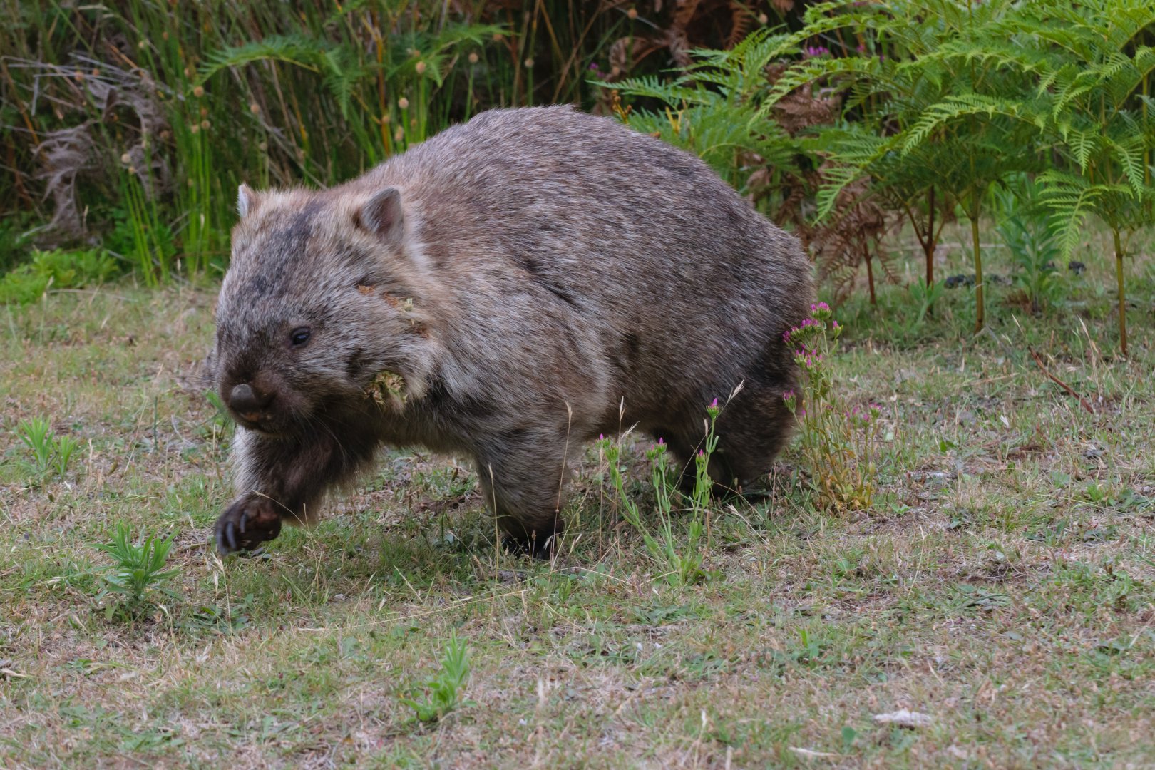 Common Wombat