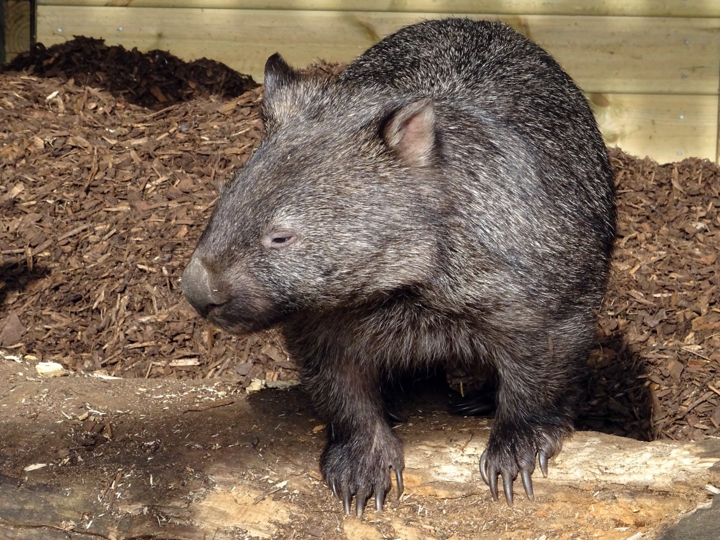 Common Wombat