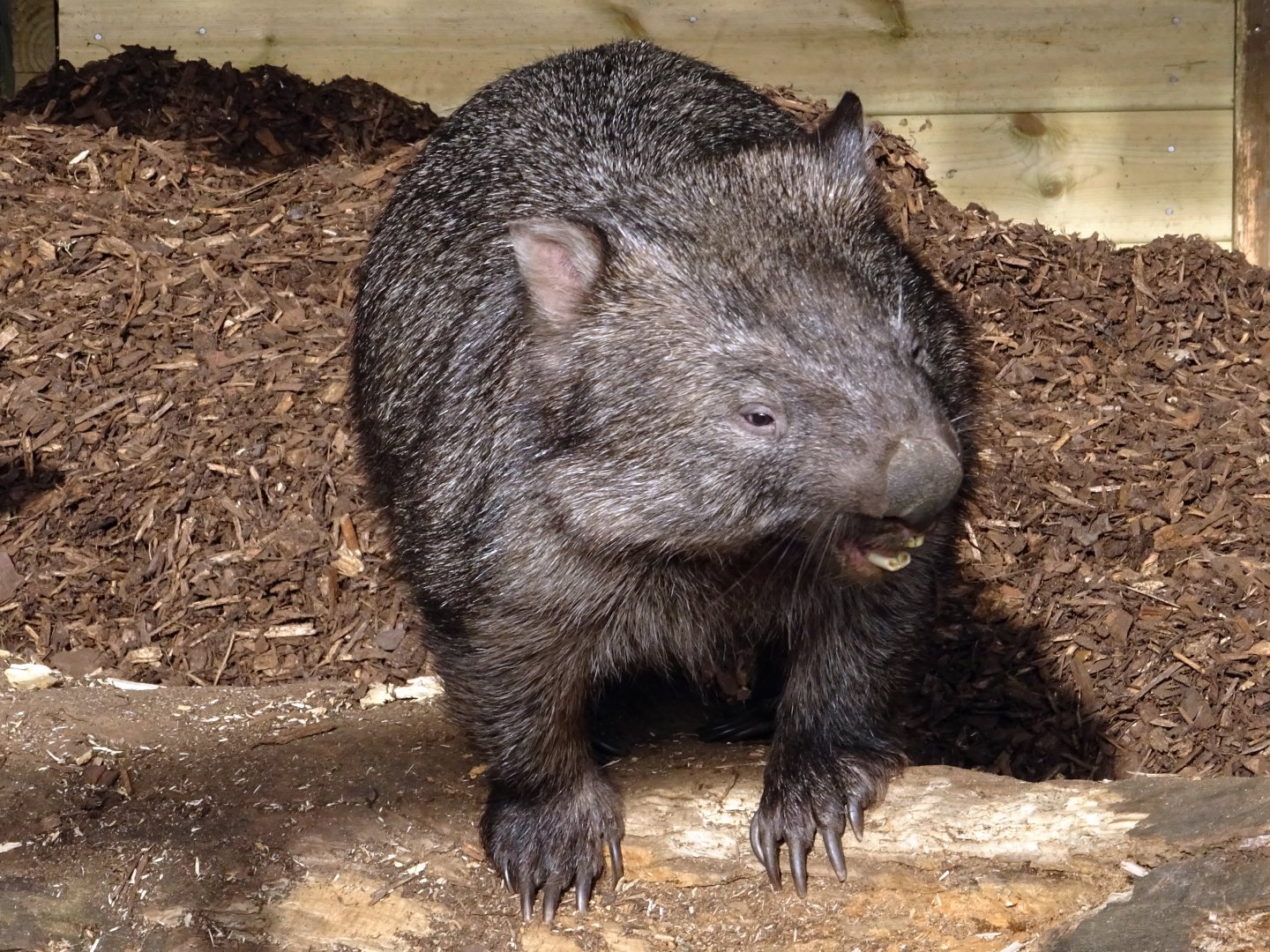 Common Wombat