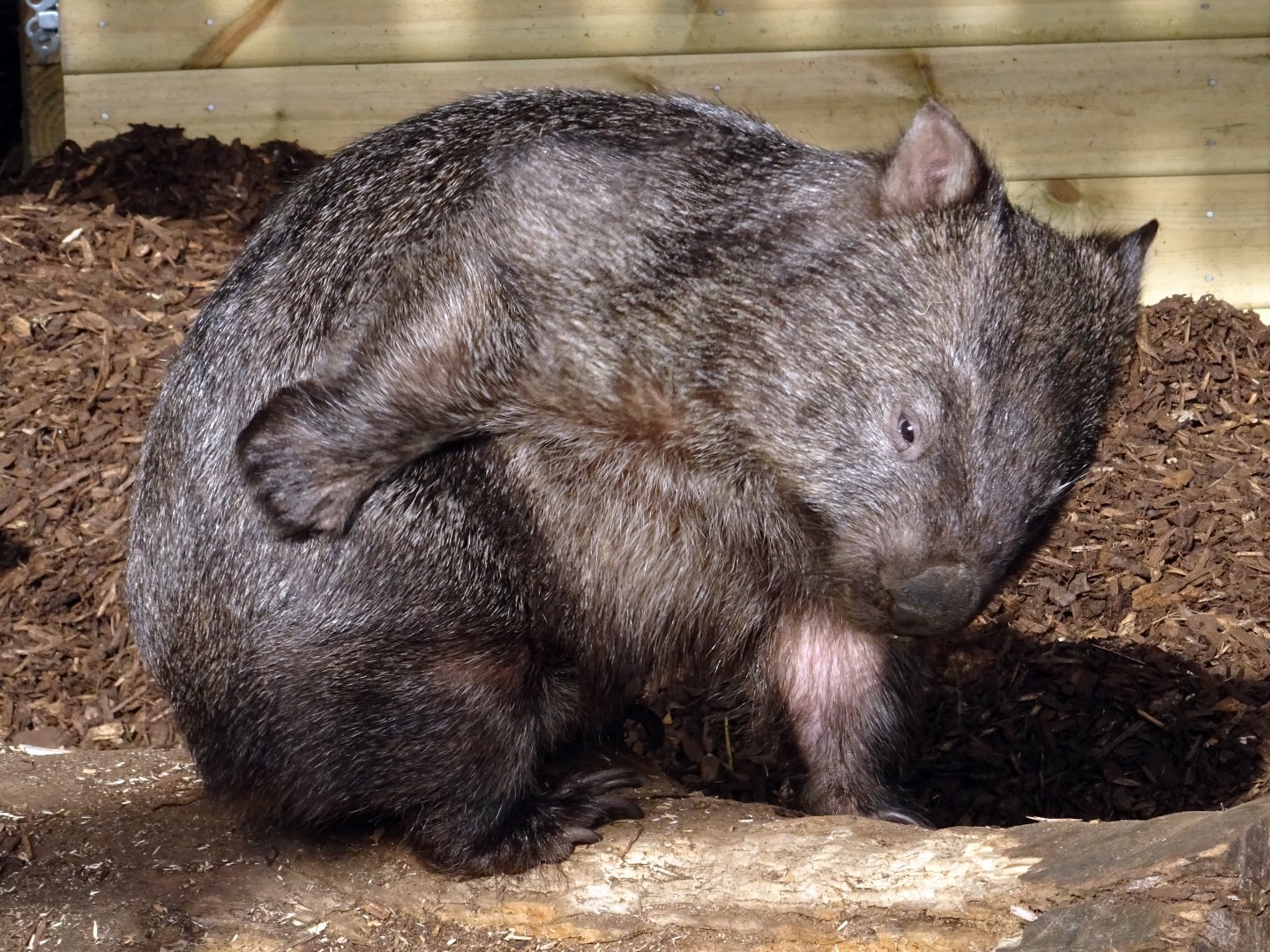 Common Wombat