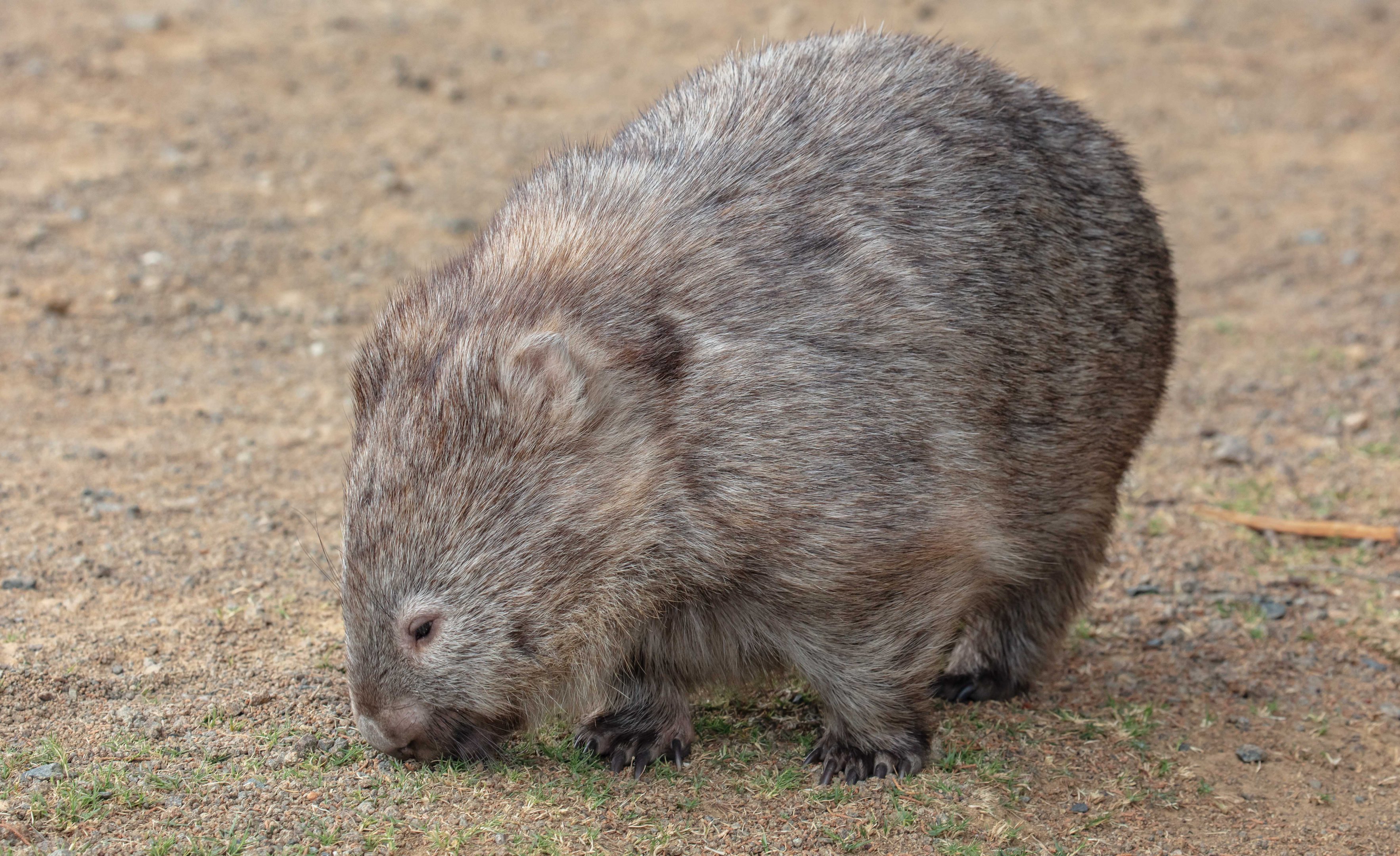 Common Wombat