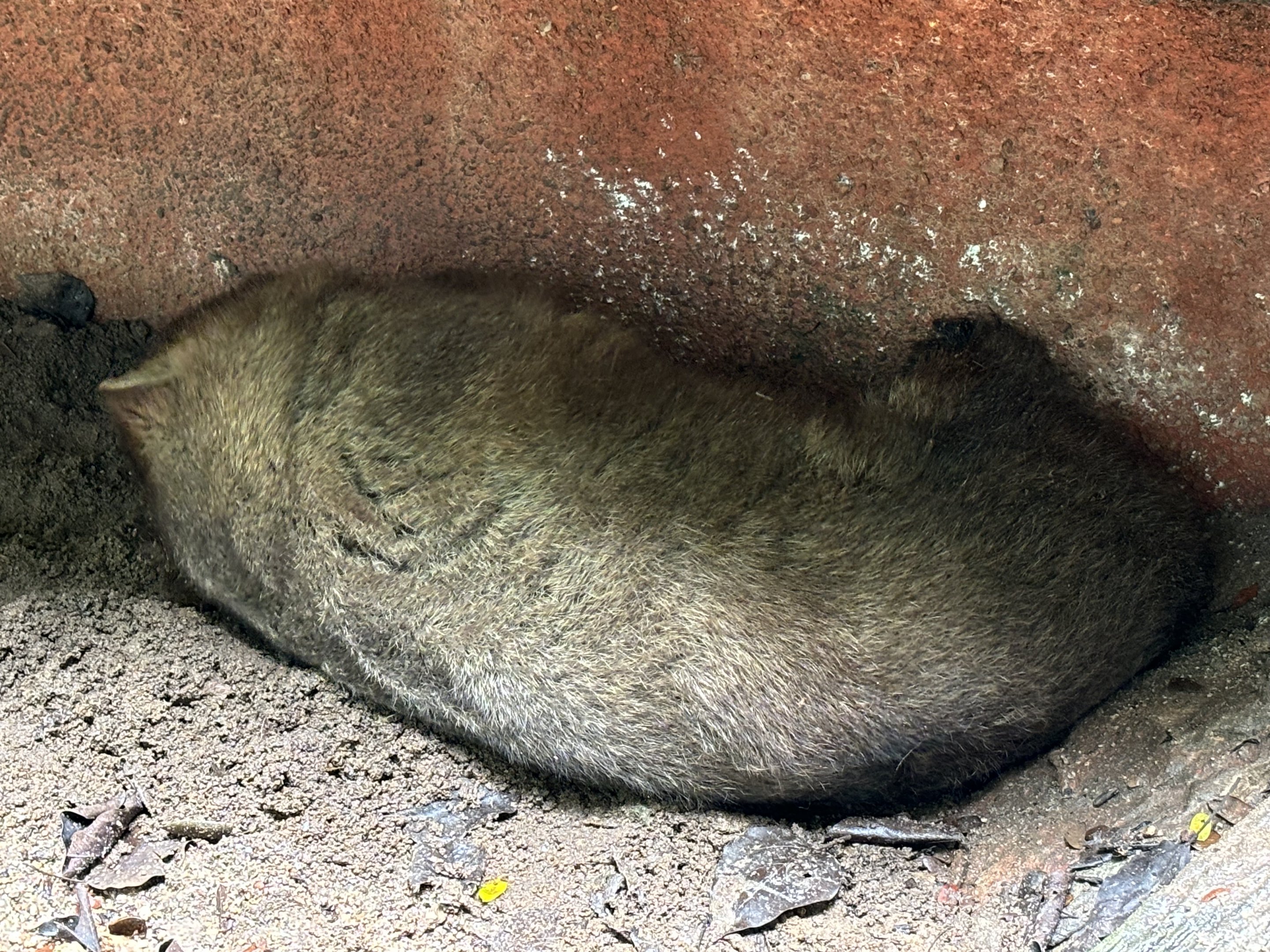 Common Wombat