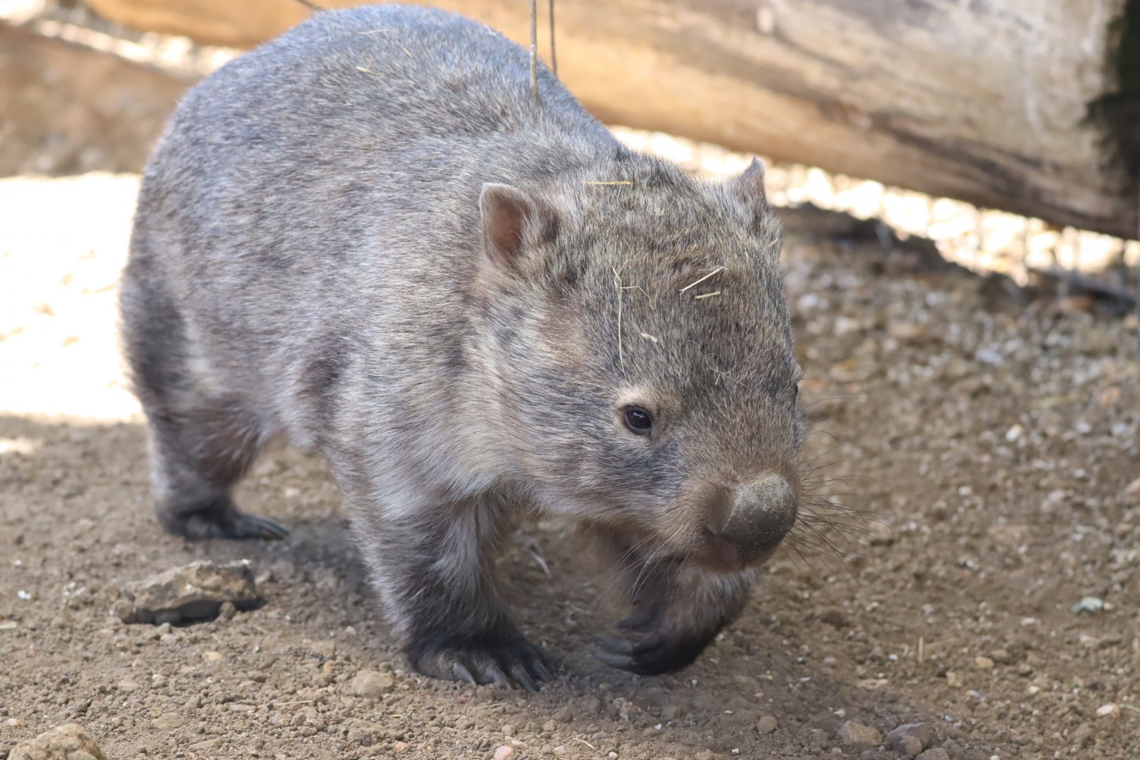 Common Wombat