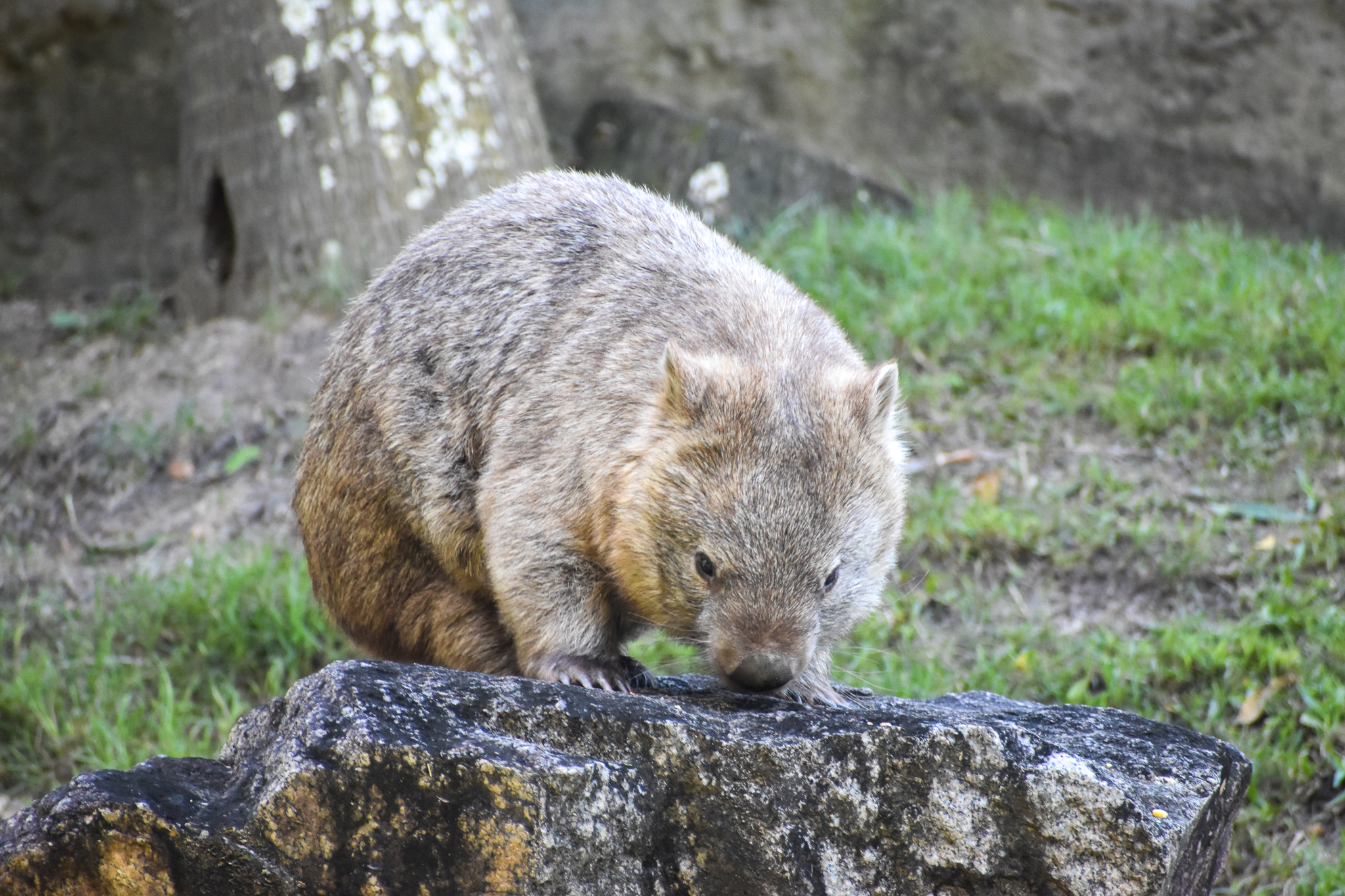Common Wombat