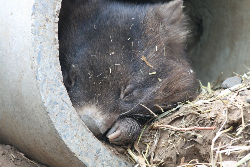 Common Wombat