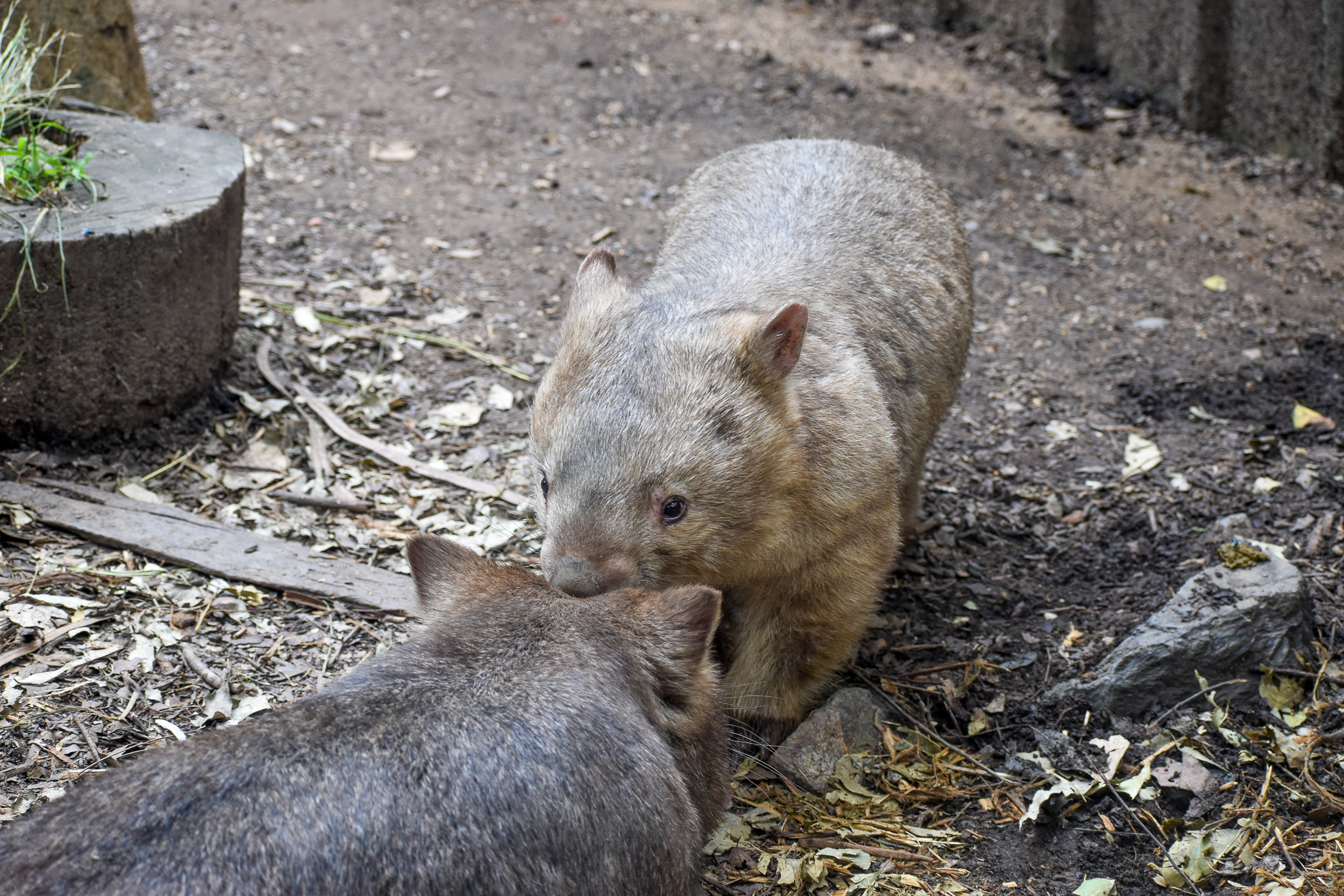 Common Wombats