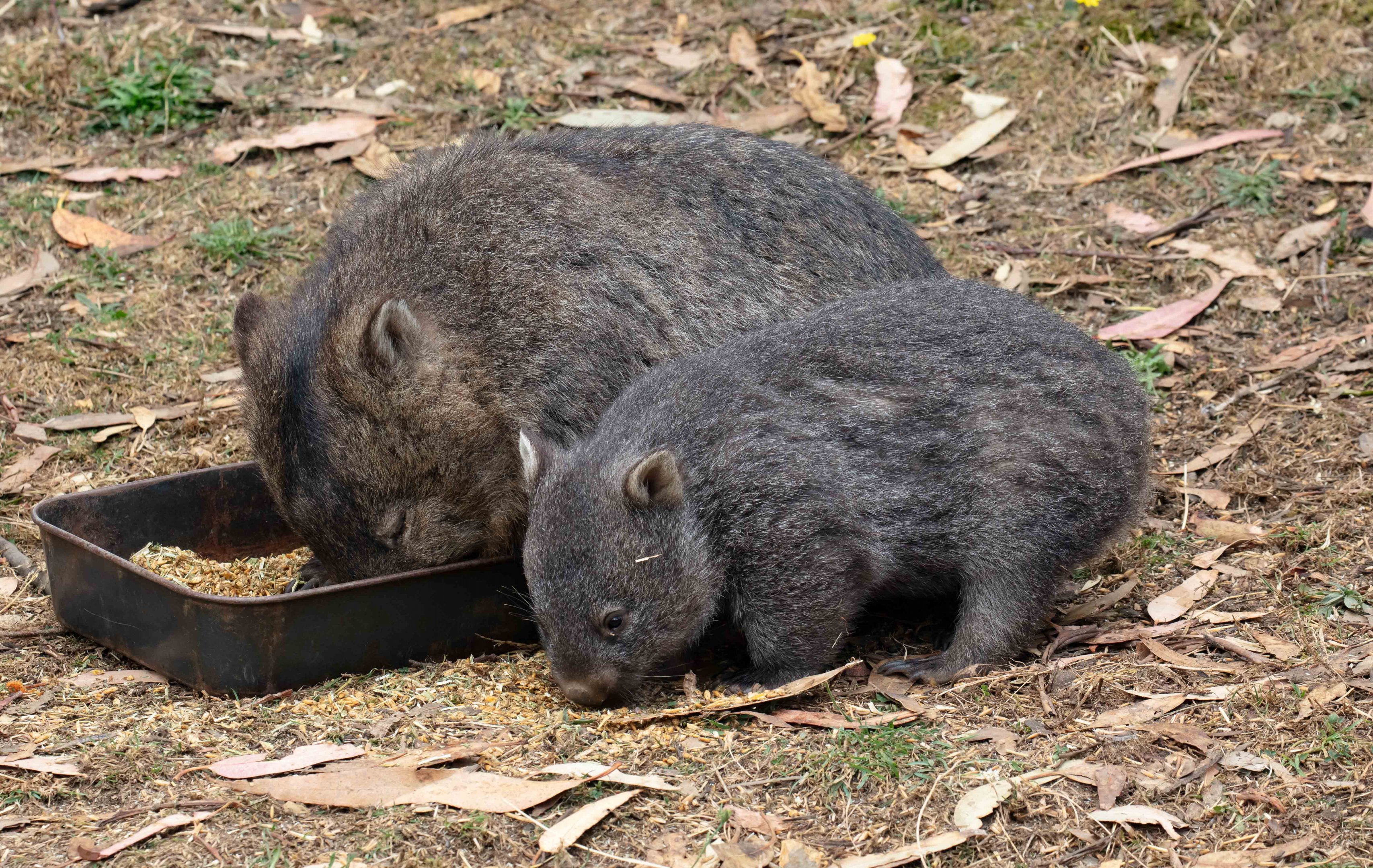 Common Wombats