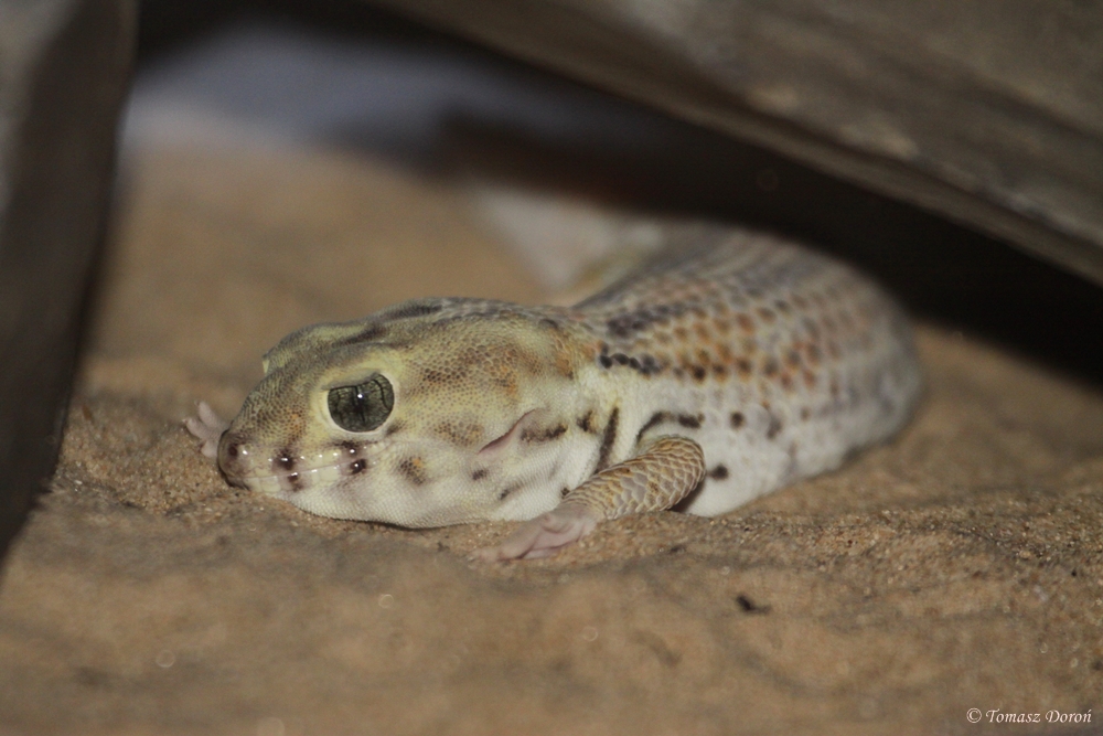 Common Wonder Gecko (Teratoscincus scincus)