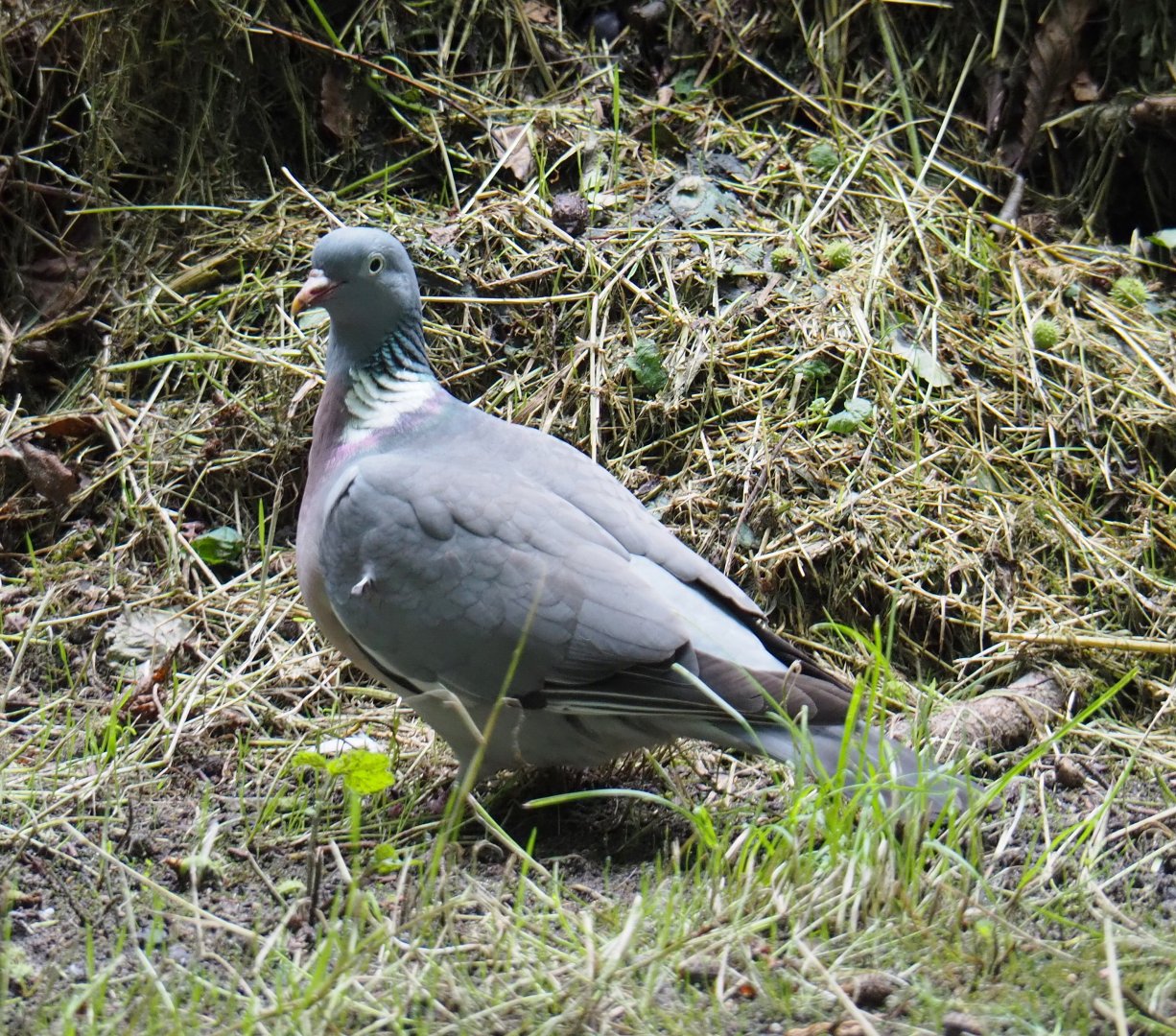 Common wood pigeon (Columba palumbus), 2021-07-03
