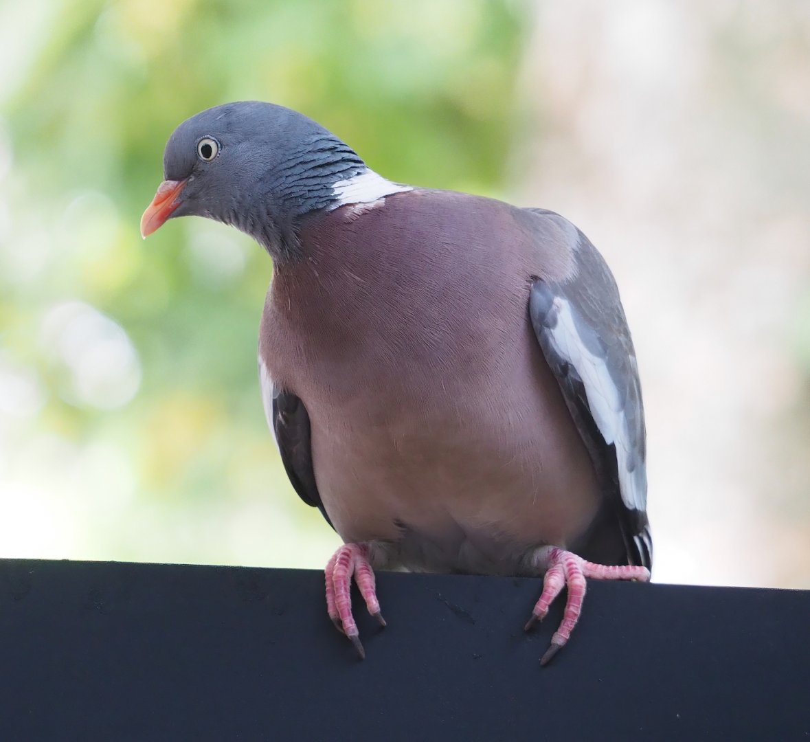 Common wood pigeon (Columba palumbus), 2023-07-22