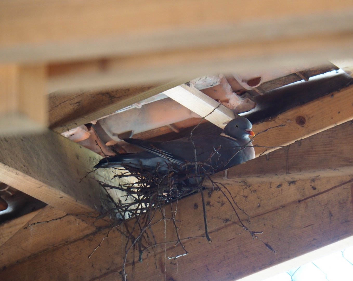 Common wood pigeon (Columba palumbus) nesting under patio shelter, 2019-04-06