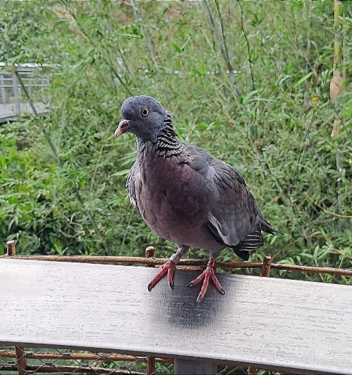Common Wood Pigeon (Columba palumbus)