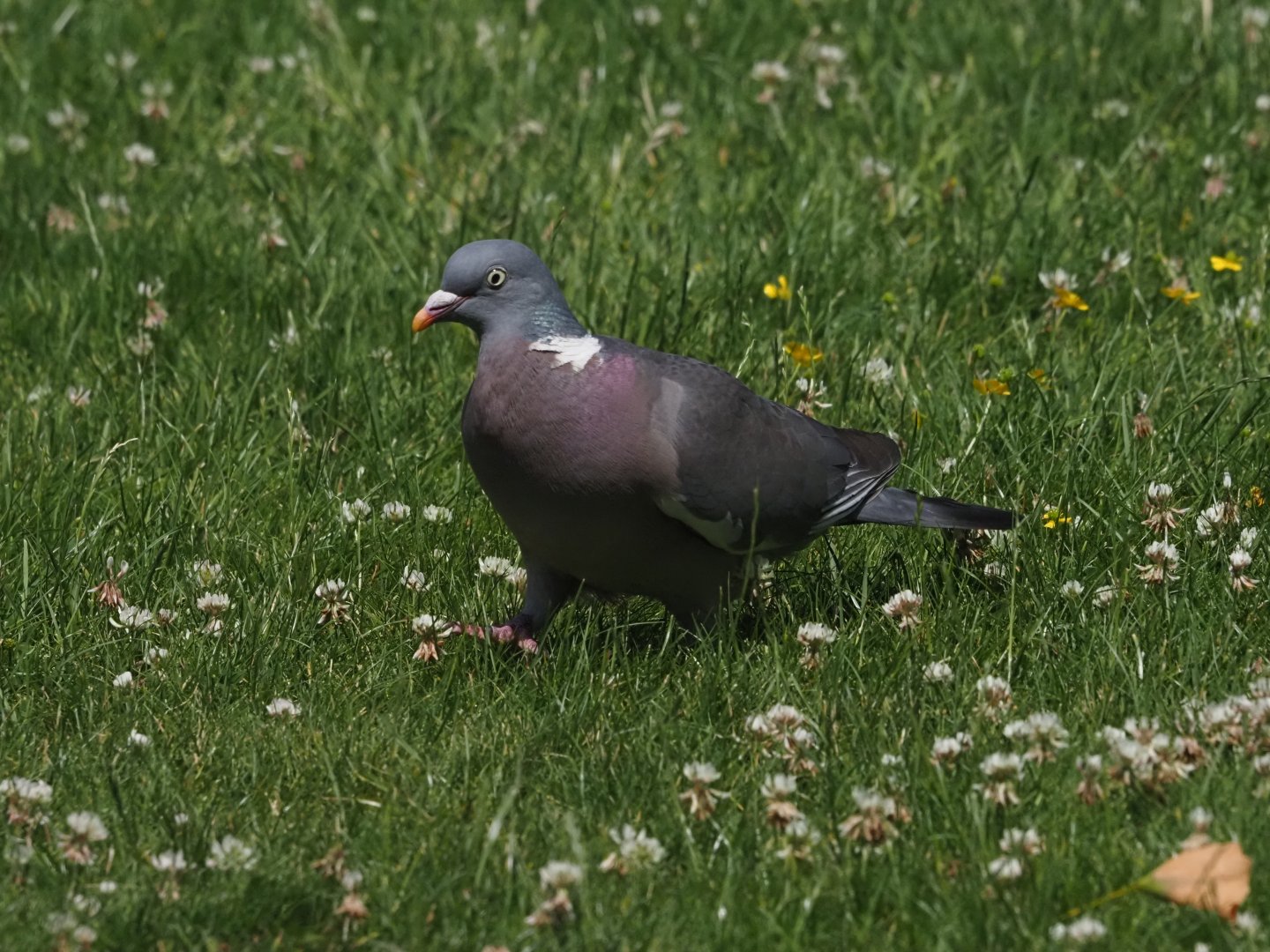Common Wood Pigeon (Wild) 1