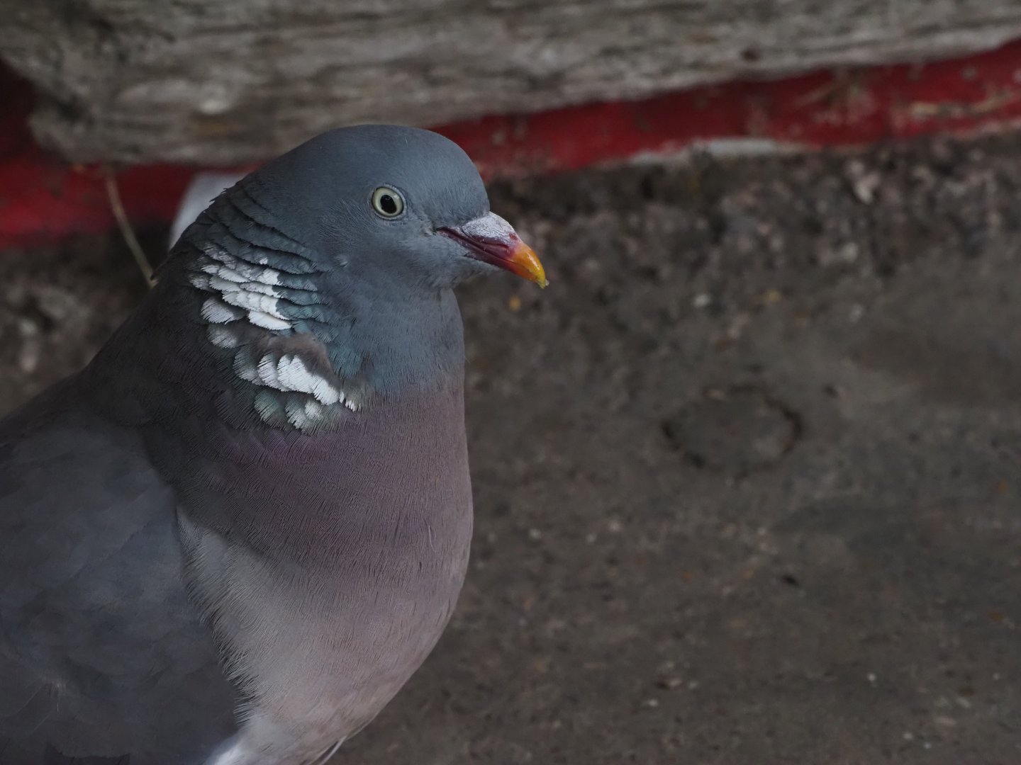 Common Wood Pigeon (Wild) 2