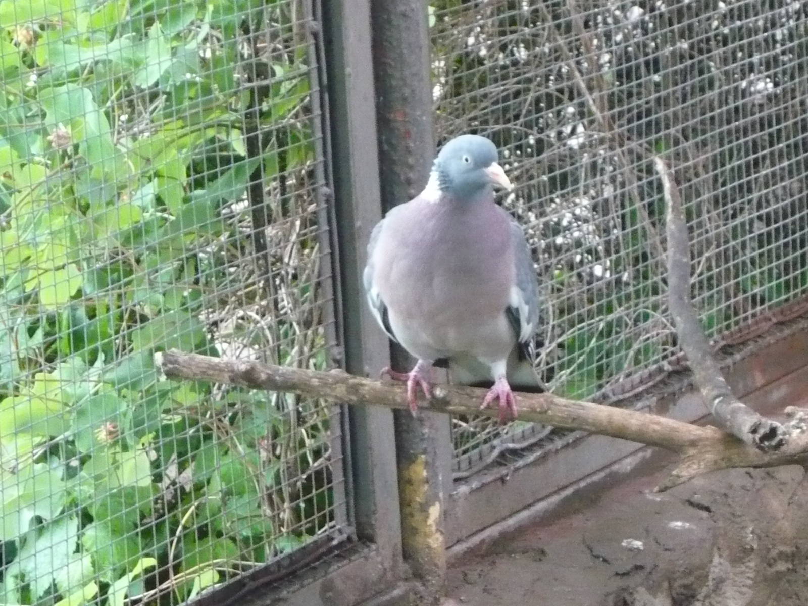 Common wood pigeon
