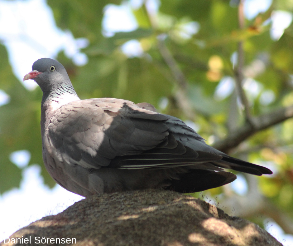Common wood pigeon