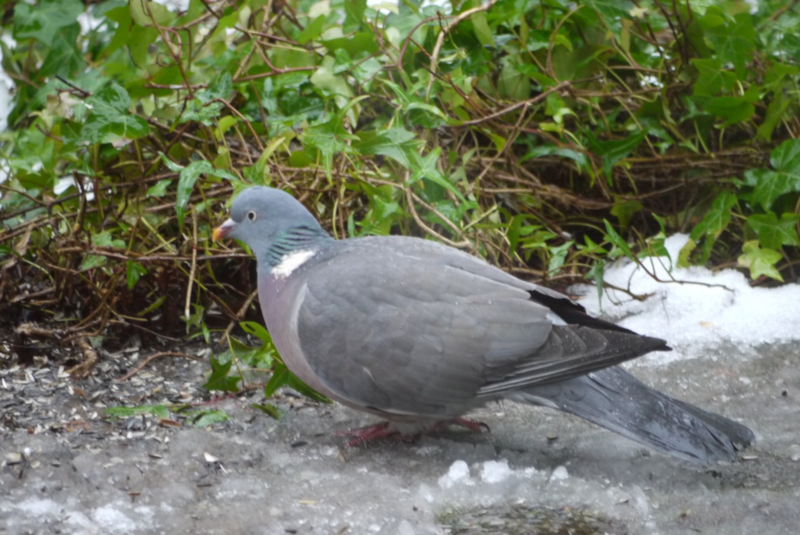 Common Wood Pigeon