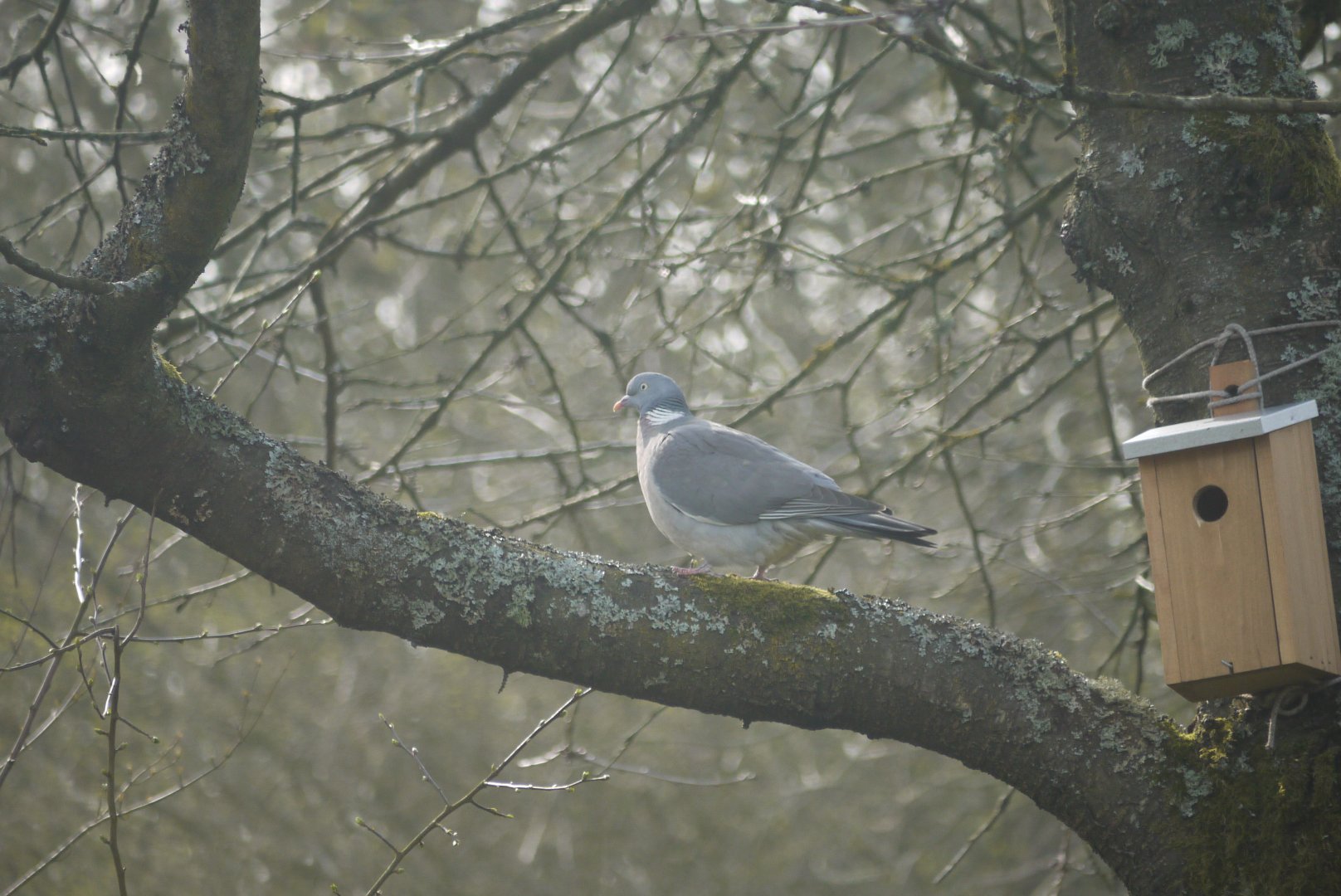 Common Wood Pigeon