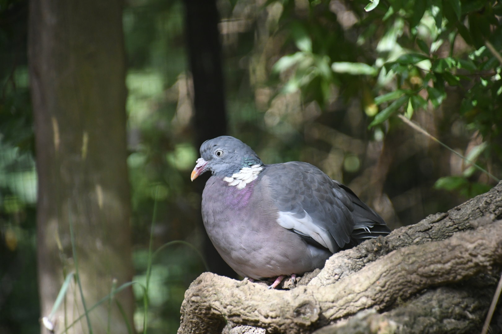 Common Wood Pigeon