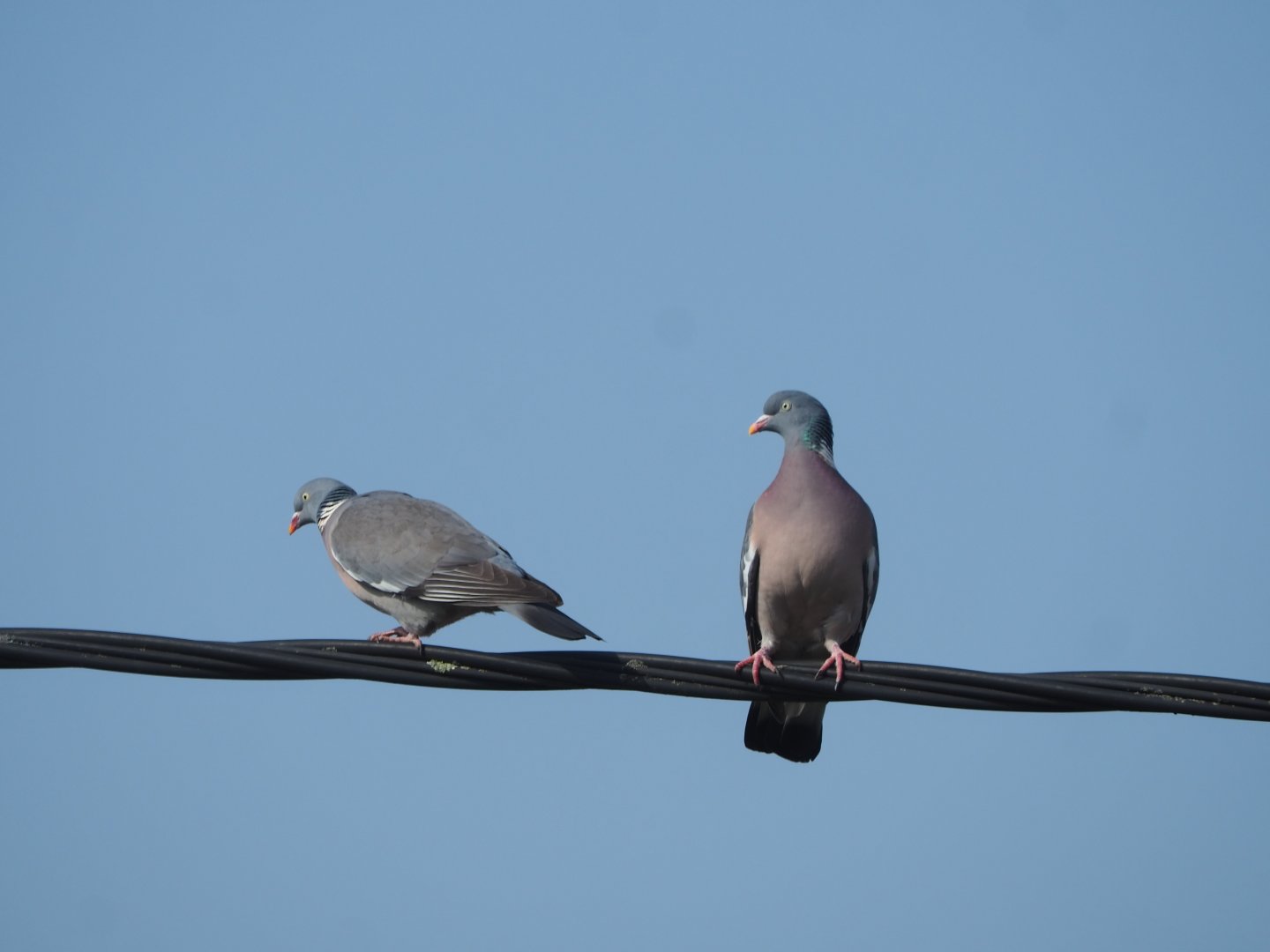 Common wood pigeons (Columba palumbus palumbus) on power line, 2021-03-03