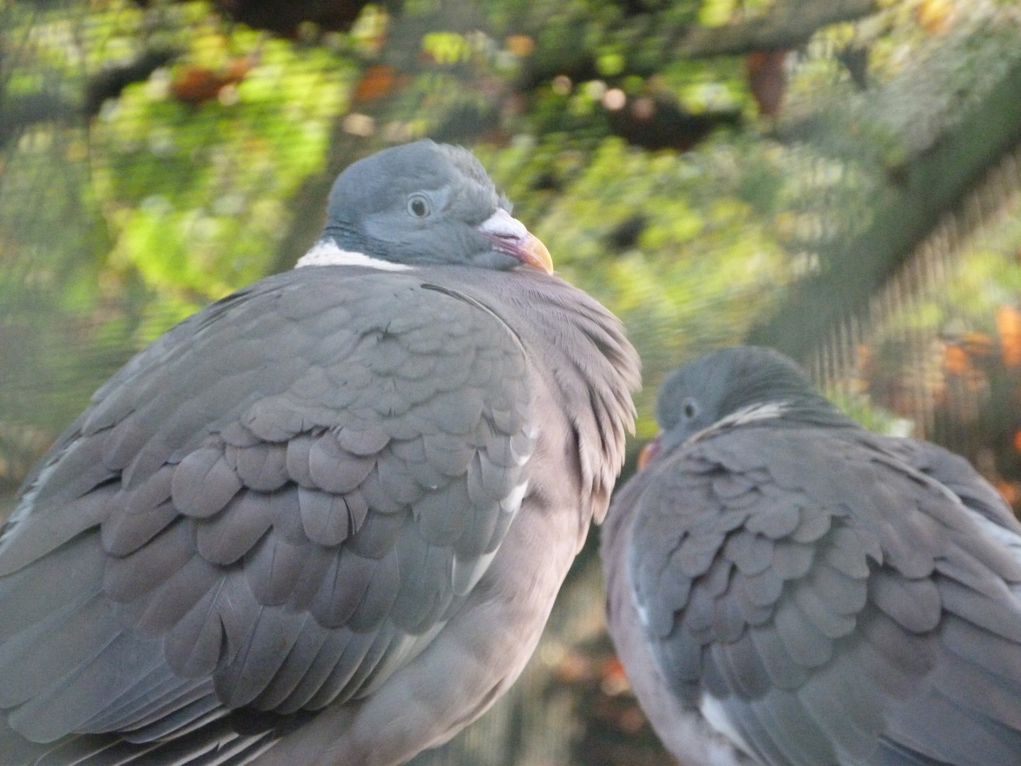 Common woodpigeon -Zoo de Santillana del Mar (2024)