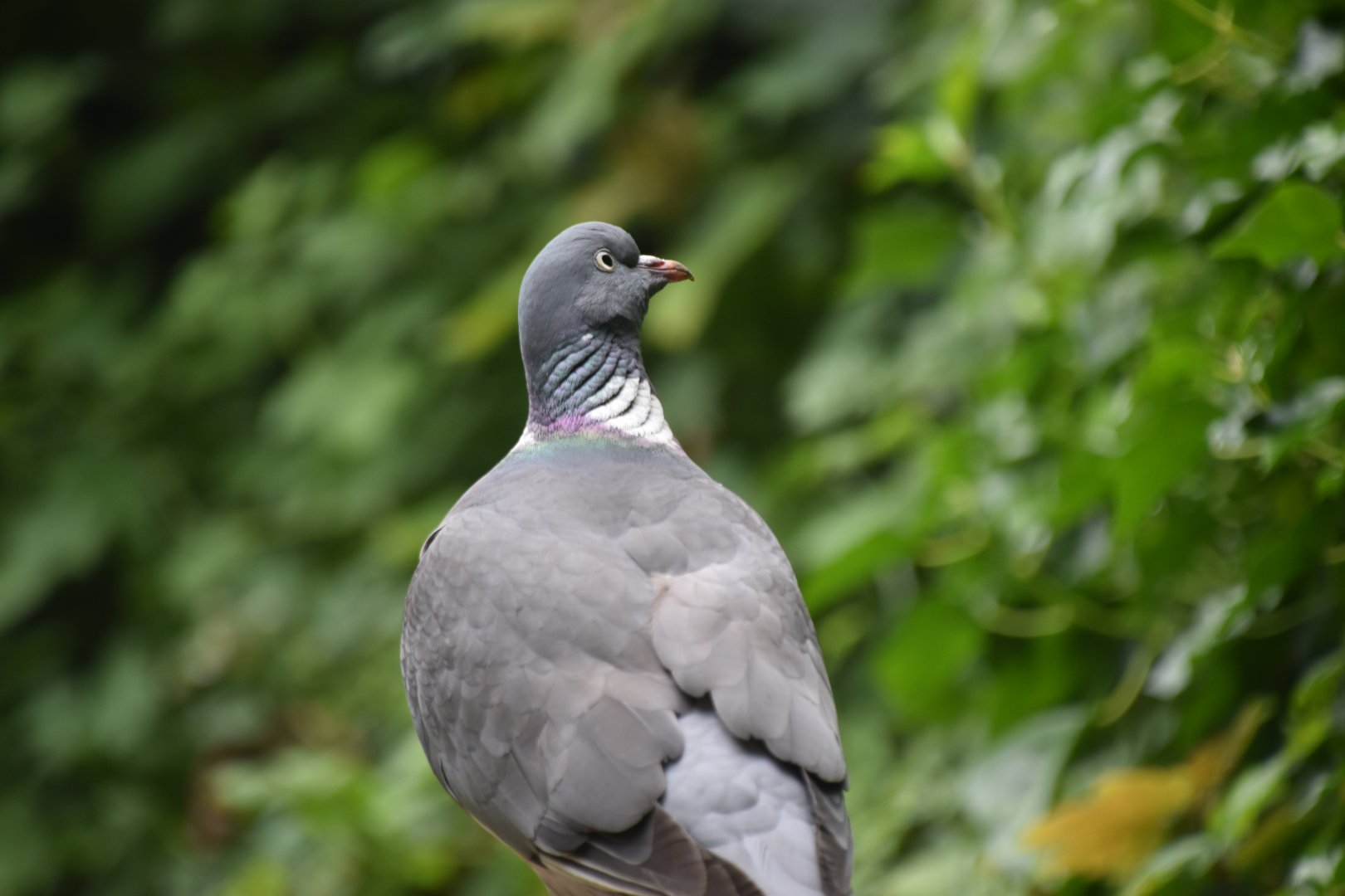 Common woodpigeon