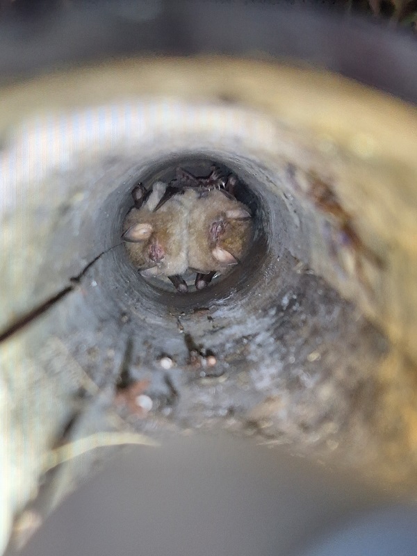 Common woolly bat (Kerivoula hardwickii)