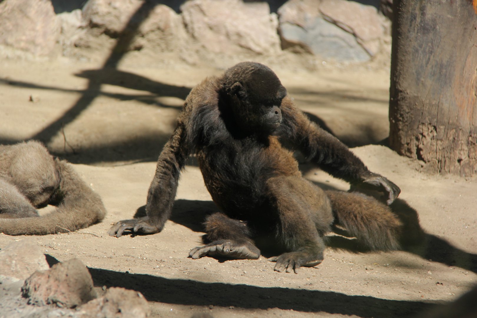 common woolly monkey (Lagothrix lagothricha)