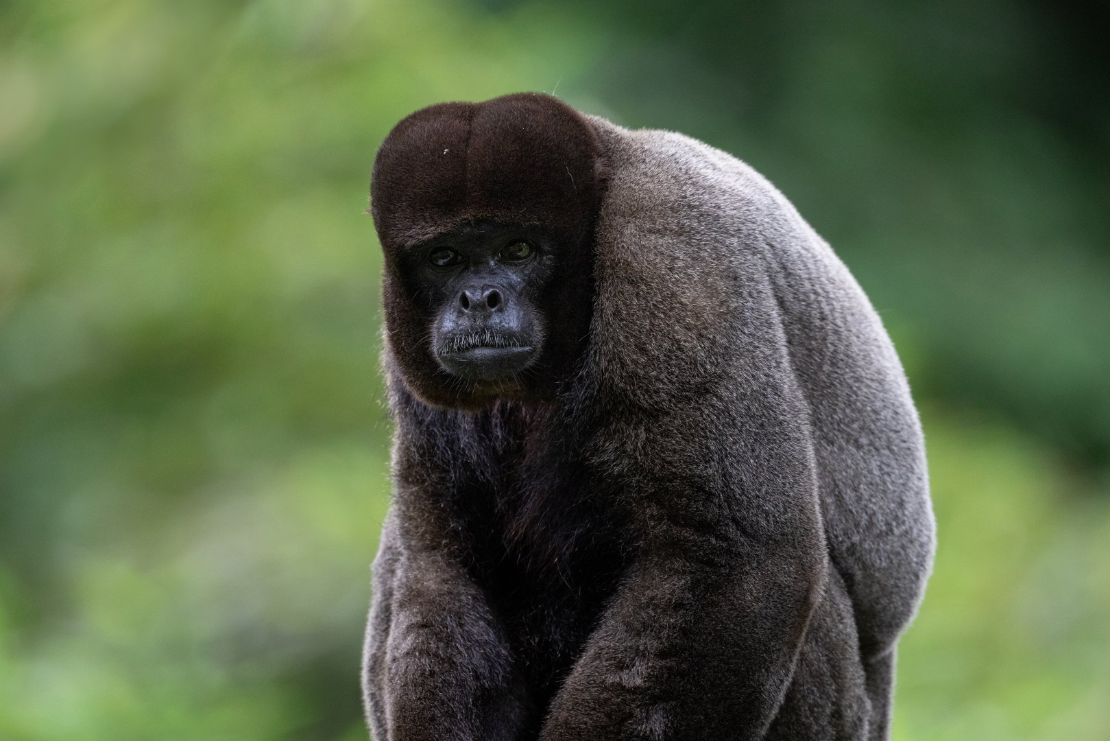Common Woolly Monkey (Lagothrix lagothricha)